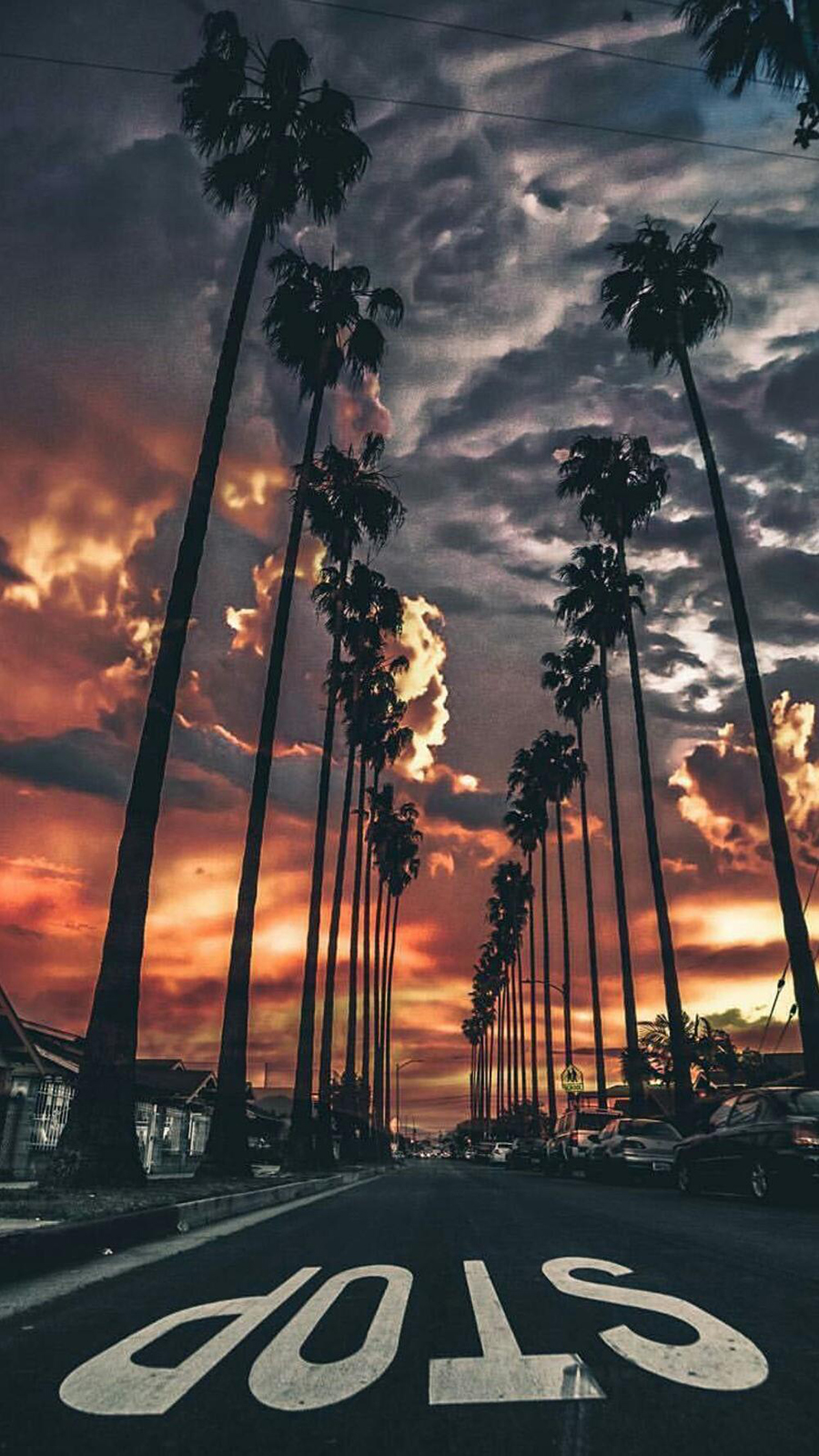 California Palm Trees iPhone Wallpapers on WallpaperDog