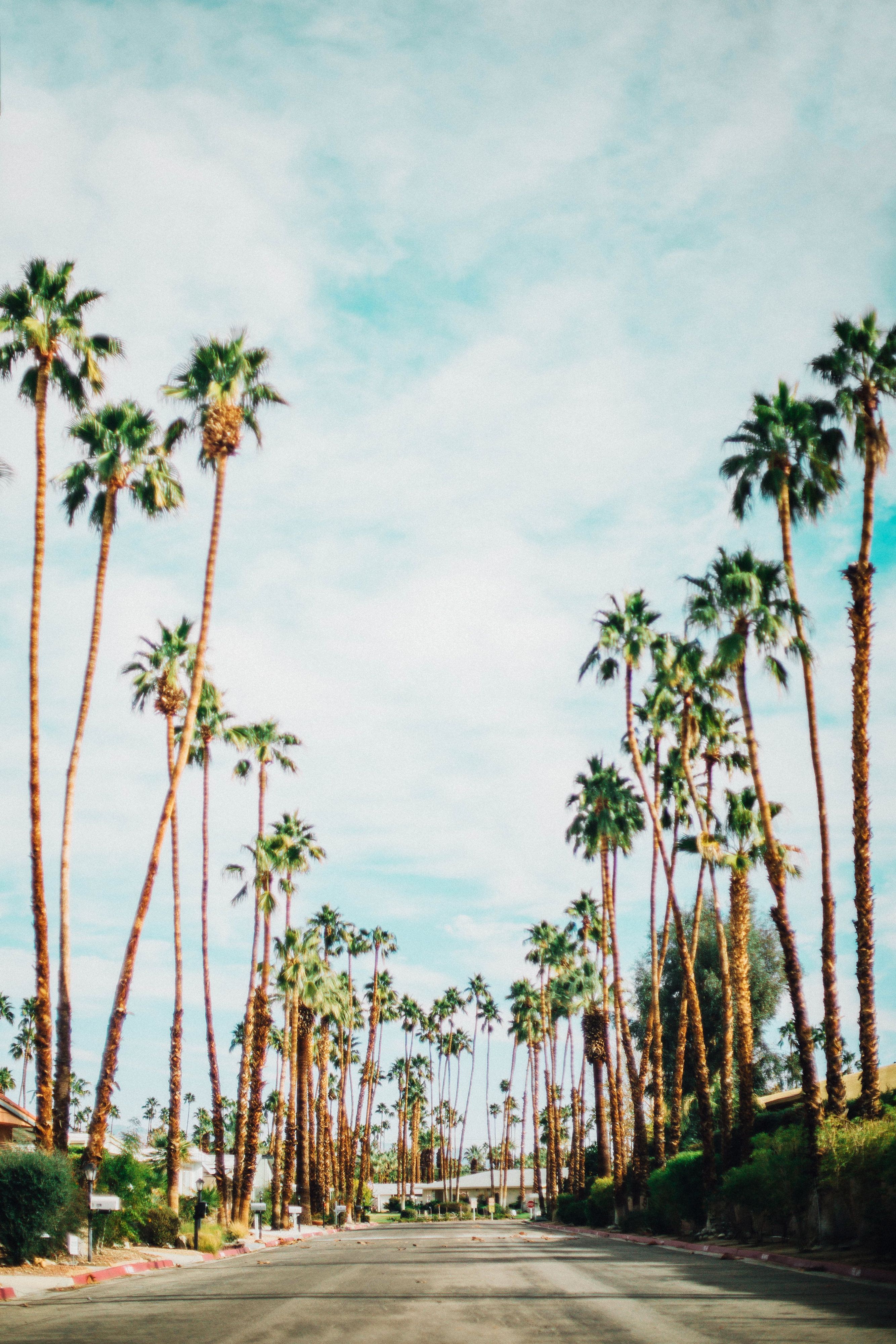 California Palm Tree Wallpaper