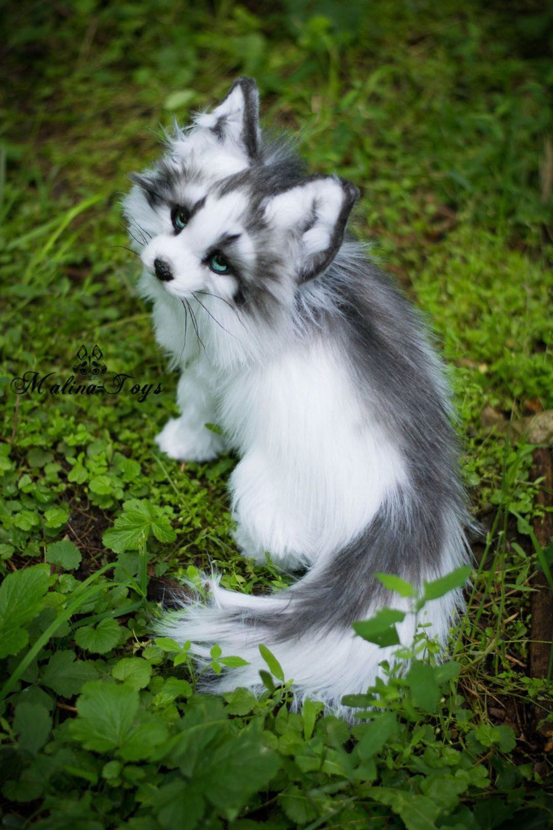 Canadian Marble Fox Wallpapers - Wallpaper Cave