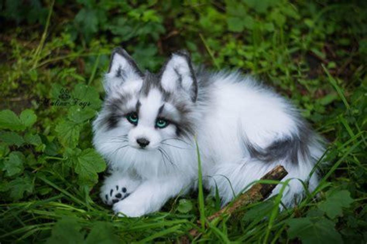 Picture of Canadian Marble Foxes