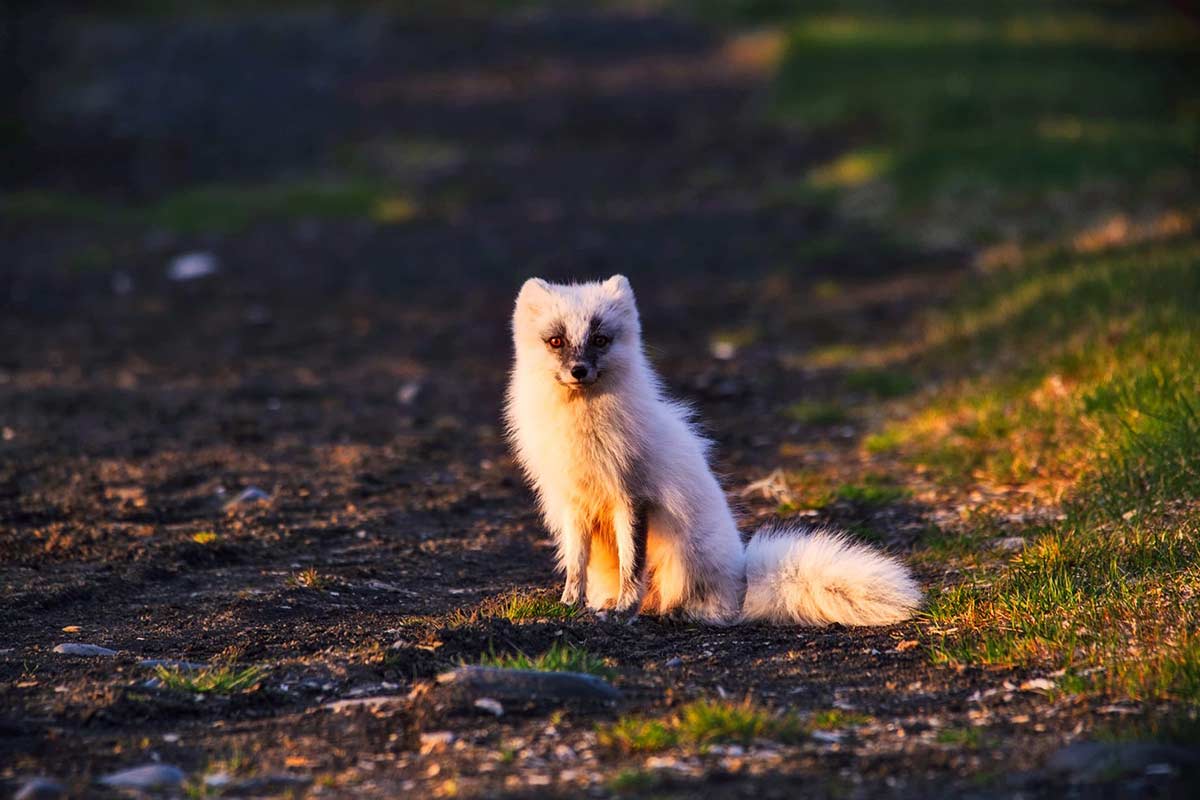 What Is the Canadian Marble Fox?