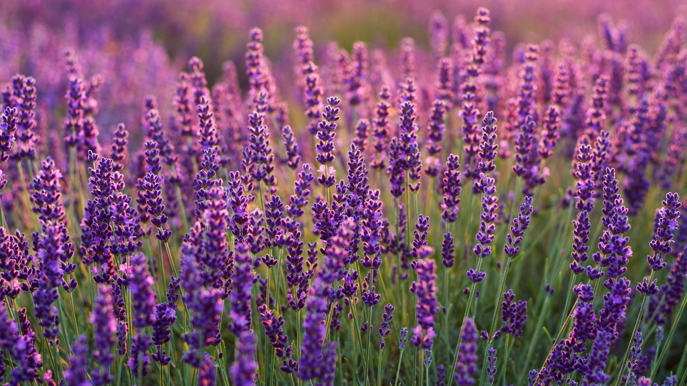 Download lavenders, lavender farm, plants 1366x768 wallpaper, tablet, laptop, 1366x768 HD image, background, 21675