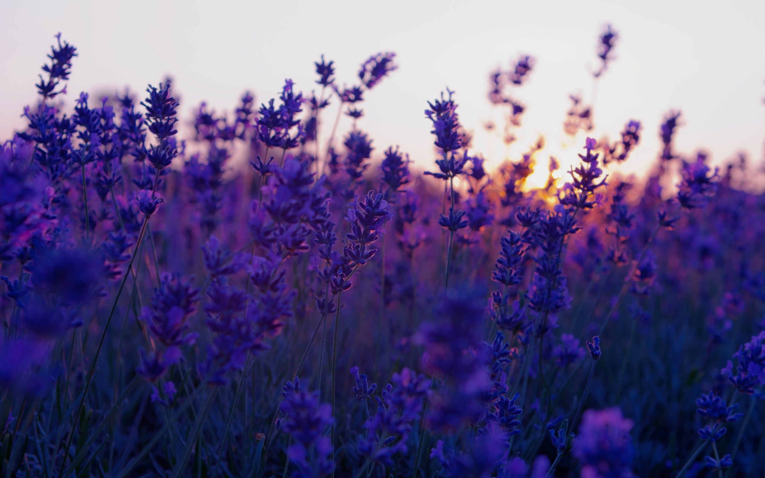 Lavender Wallpaper Laptop HD Wallpaper