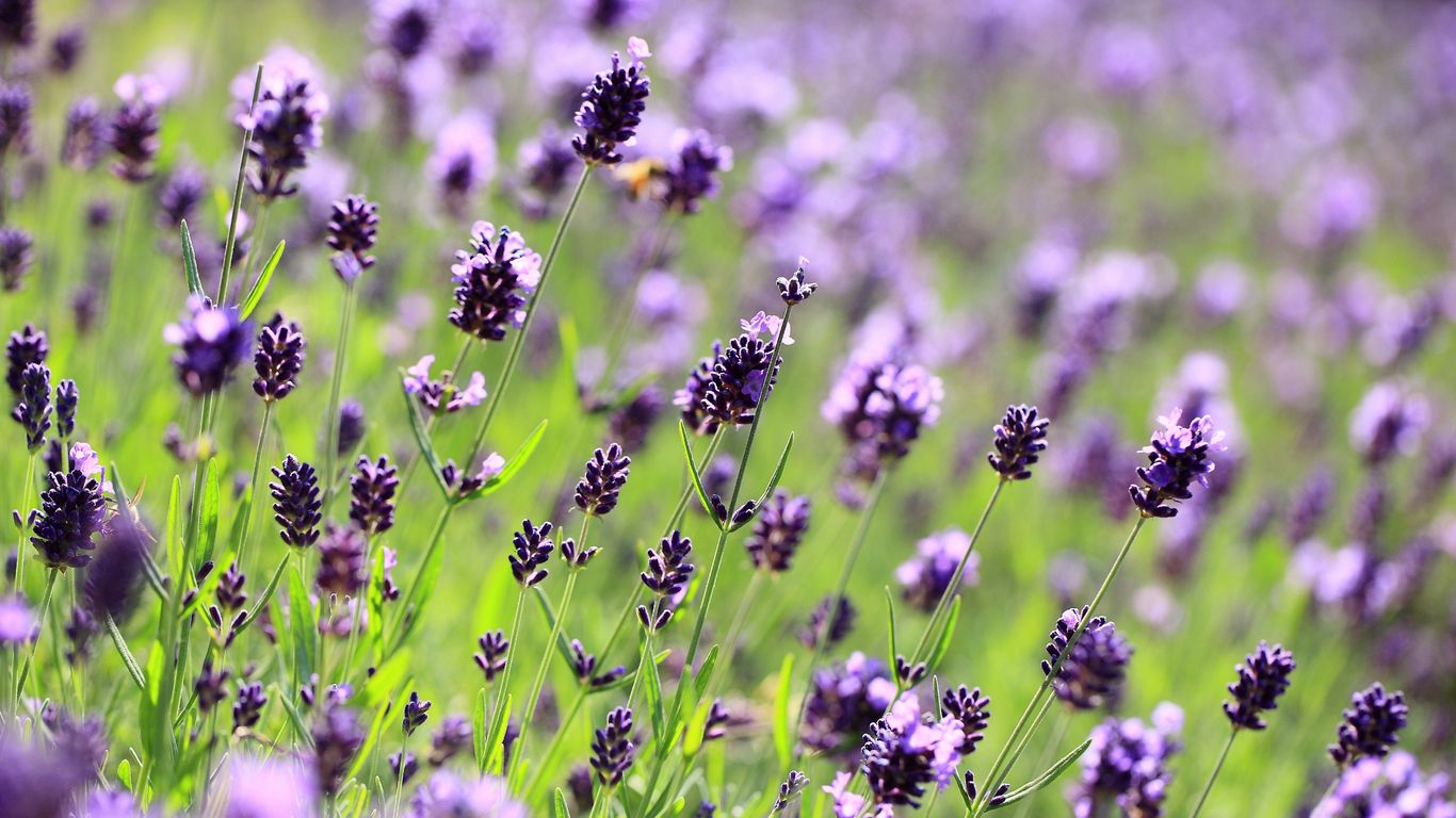 Download wallpaper 1366x768 purple, flowers, lavender tablet, laptop HD background