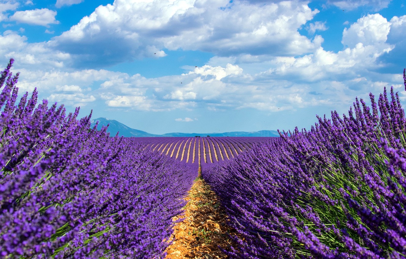 Wallpaper field, the sky, lavender image for desktop, section природа
