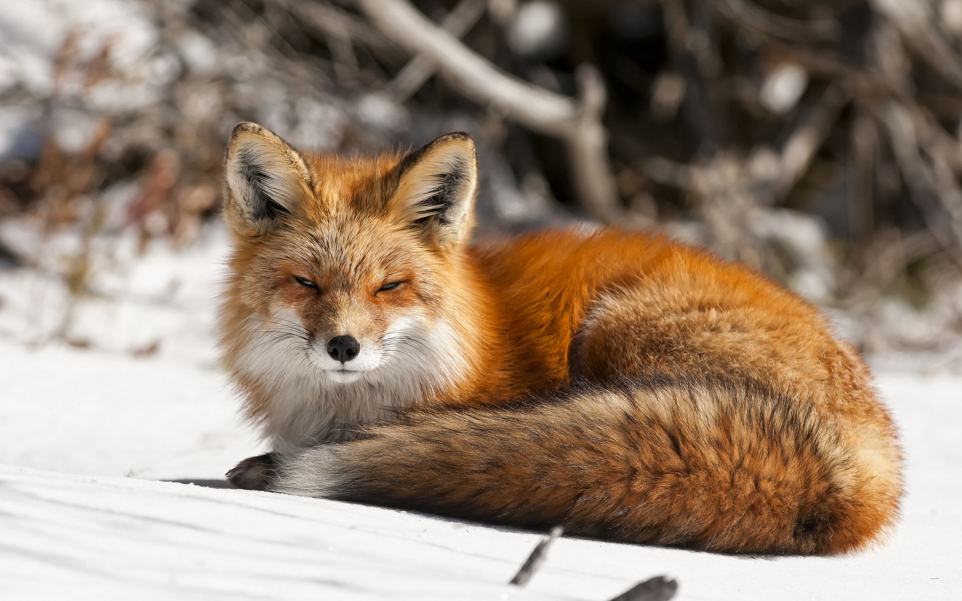px face Fox nature snow winter High Quality Wallpaper, High Definition Wallpaper