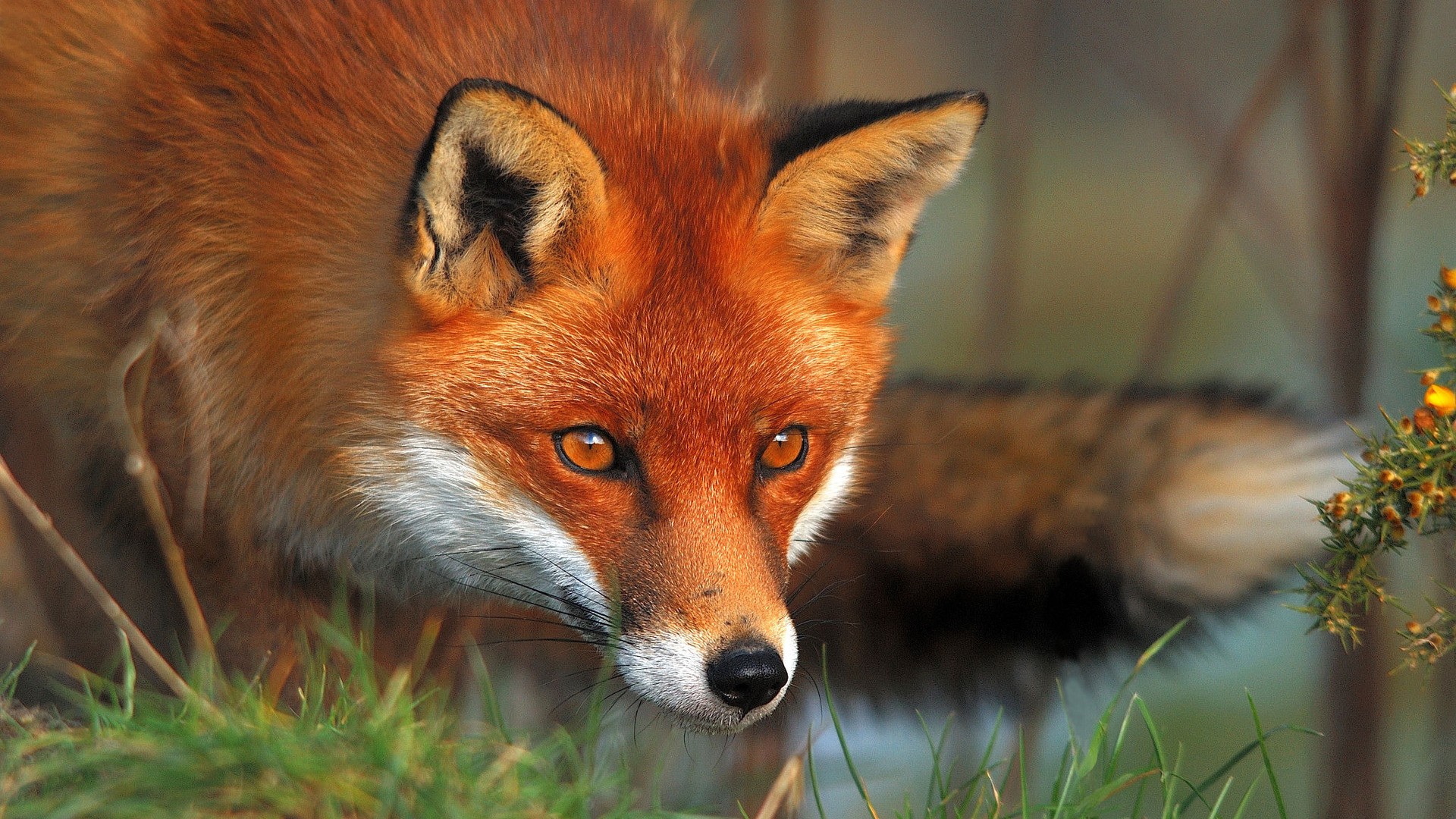 px animals foxes nature High Quality Wallpaper, High Definition Wallpaper