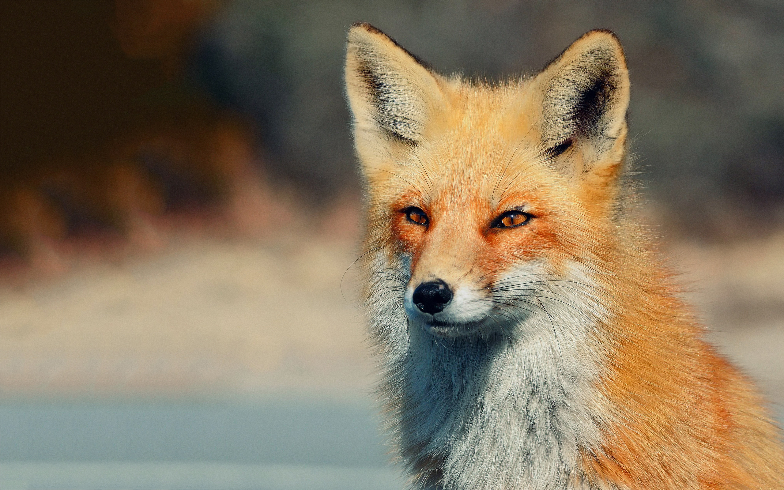 fox full HD