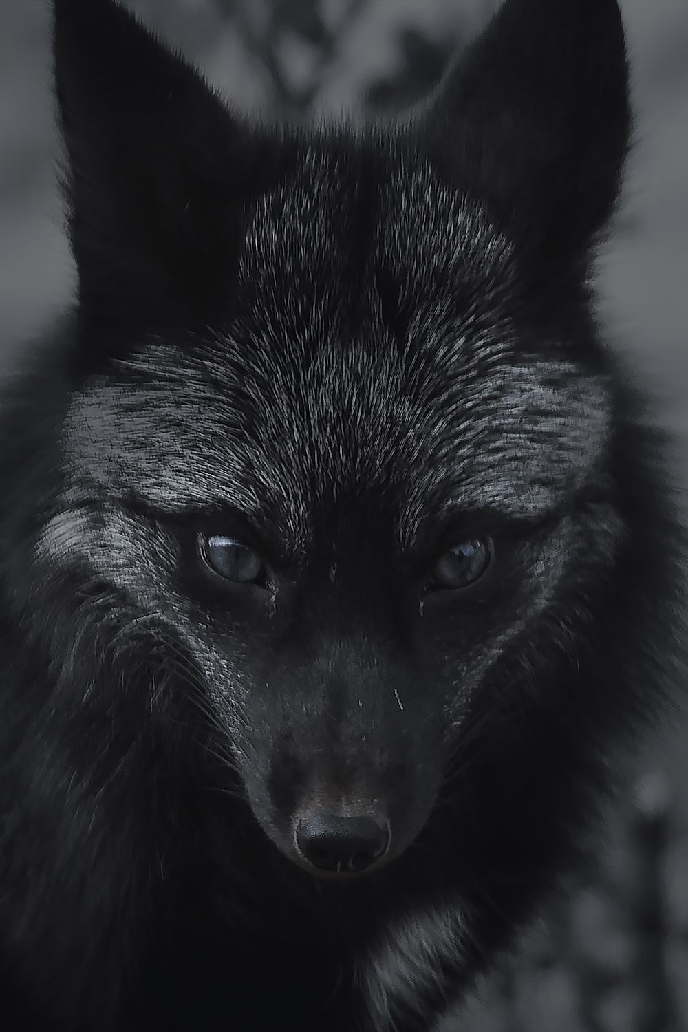 Black And White Fox Wallpaper
