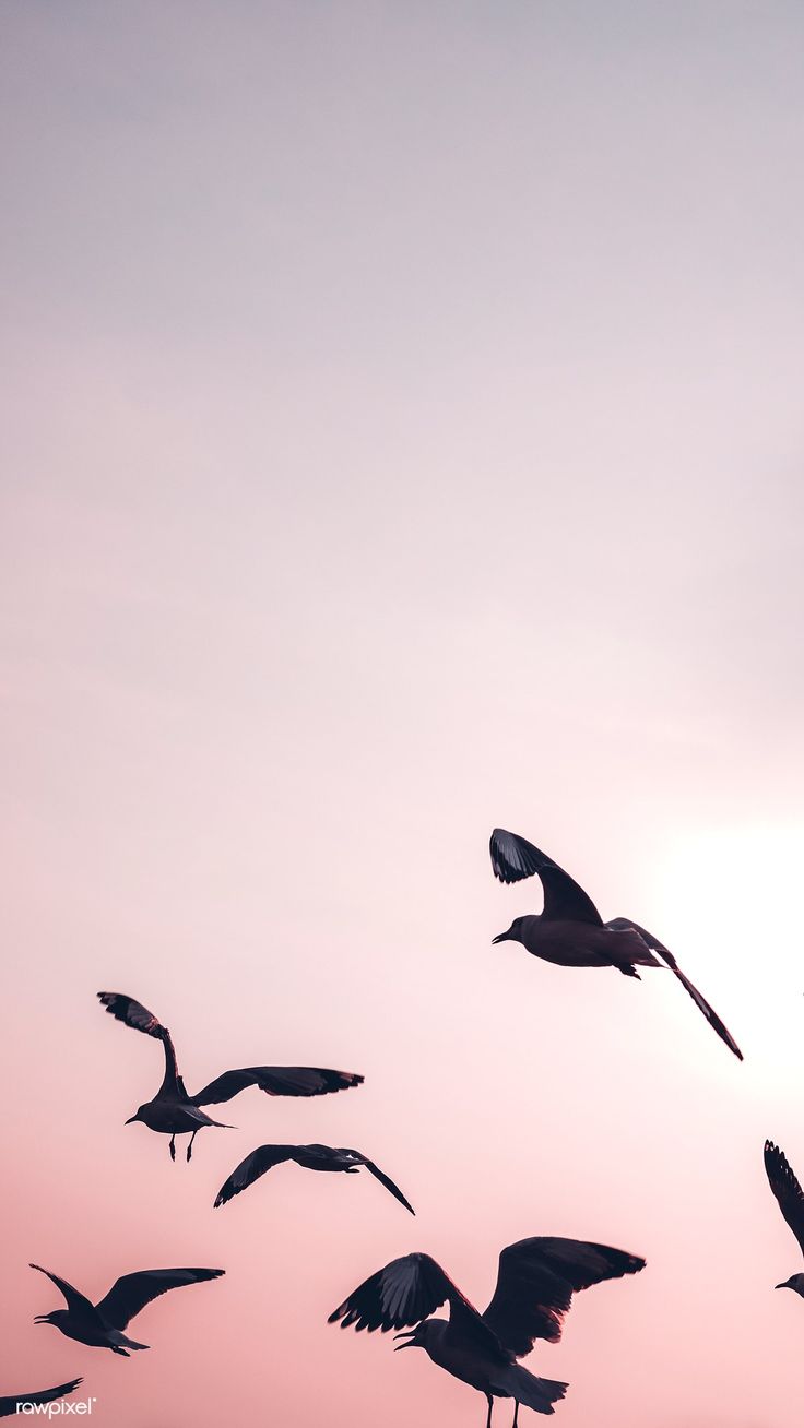 Flock of seagulls flying in the sky mobile wallpaper / HwangMangjoo. Seagulls flying, Birds flying photography, Flying photography