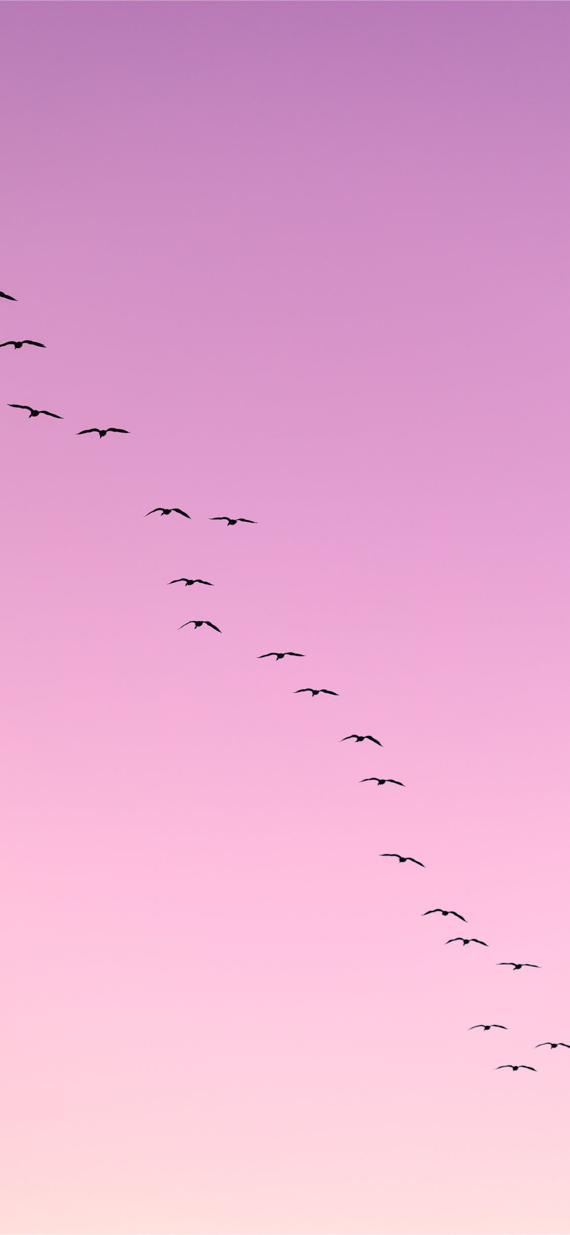 flock of birds flying #bird #animal #birds #sky #madison #wi #usa #iPhone11Wallpaper. Birds flying, Wallpaper, Bird wallpaper
