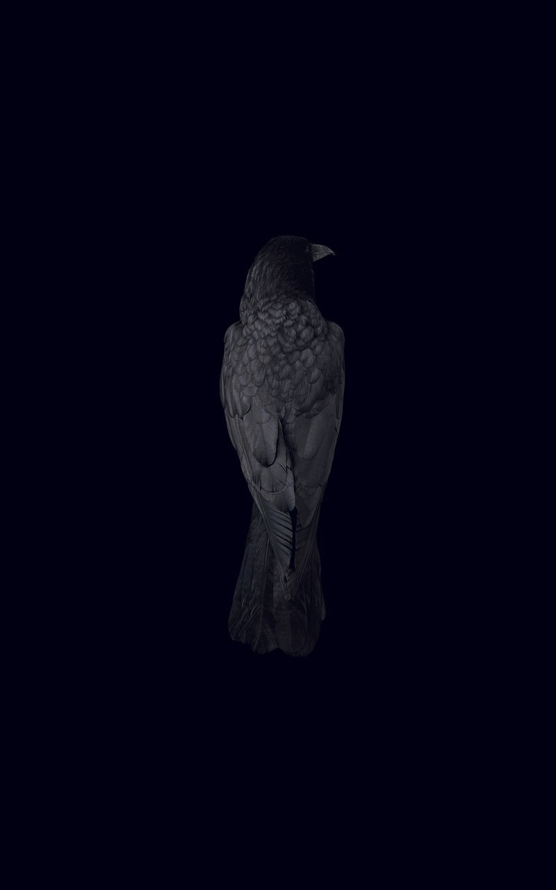 Free download Wallpaper black background bird raven wallpaper minimalism [1920x1280] for your Desktop, Mobile & Tablet. Explore Bird Raven Wallpaper. Play Like A Raven Wallpaper, Free Raven Wallpaper for