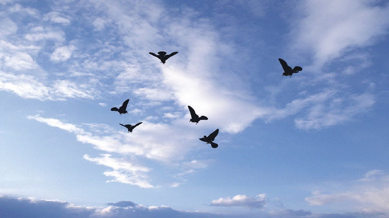 Birds Flying Sky Wallpaper