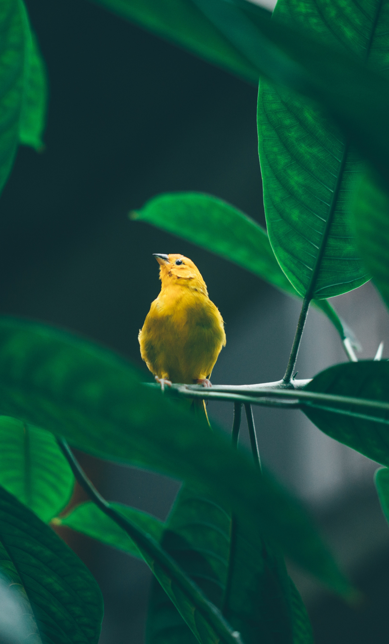 Small, Cute, Yellow Bird, Tree Branch, Wallpaper Bird Wallpaper HD