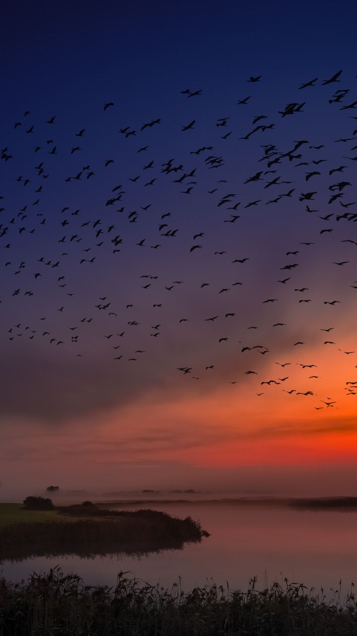 Sunset, birds, sky, coast, skyline, 720x1280 wallpaper. Sky aesthetic, Bird wallpaper, Nature birds