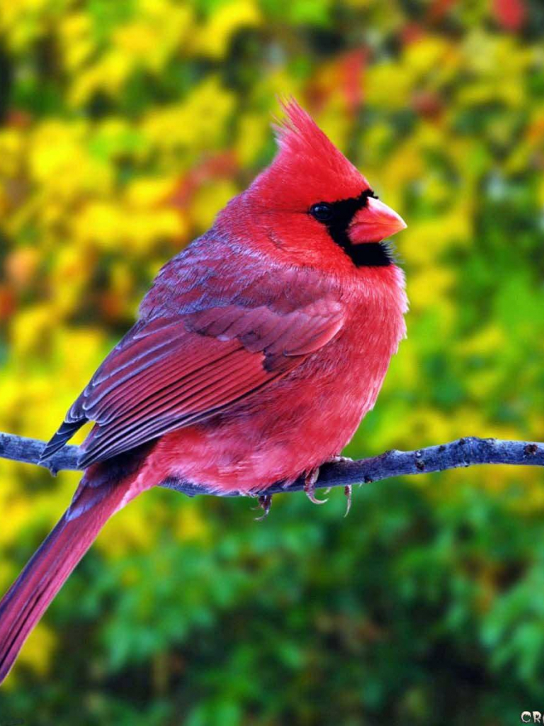 Free download Summer Fat Red Cardinal Beautiful Birds Wallpaper [1600x1200] for your Desktop, Mobile & Tablet. Explore Red Bird Wallpaper. Cardinal Bird Wallpaper, Cardinal Bird Desktop Wallpaper, Cardinal Wallpaper for Computer