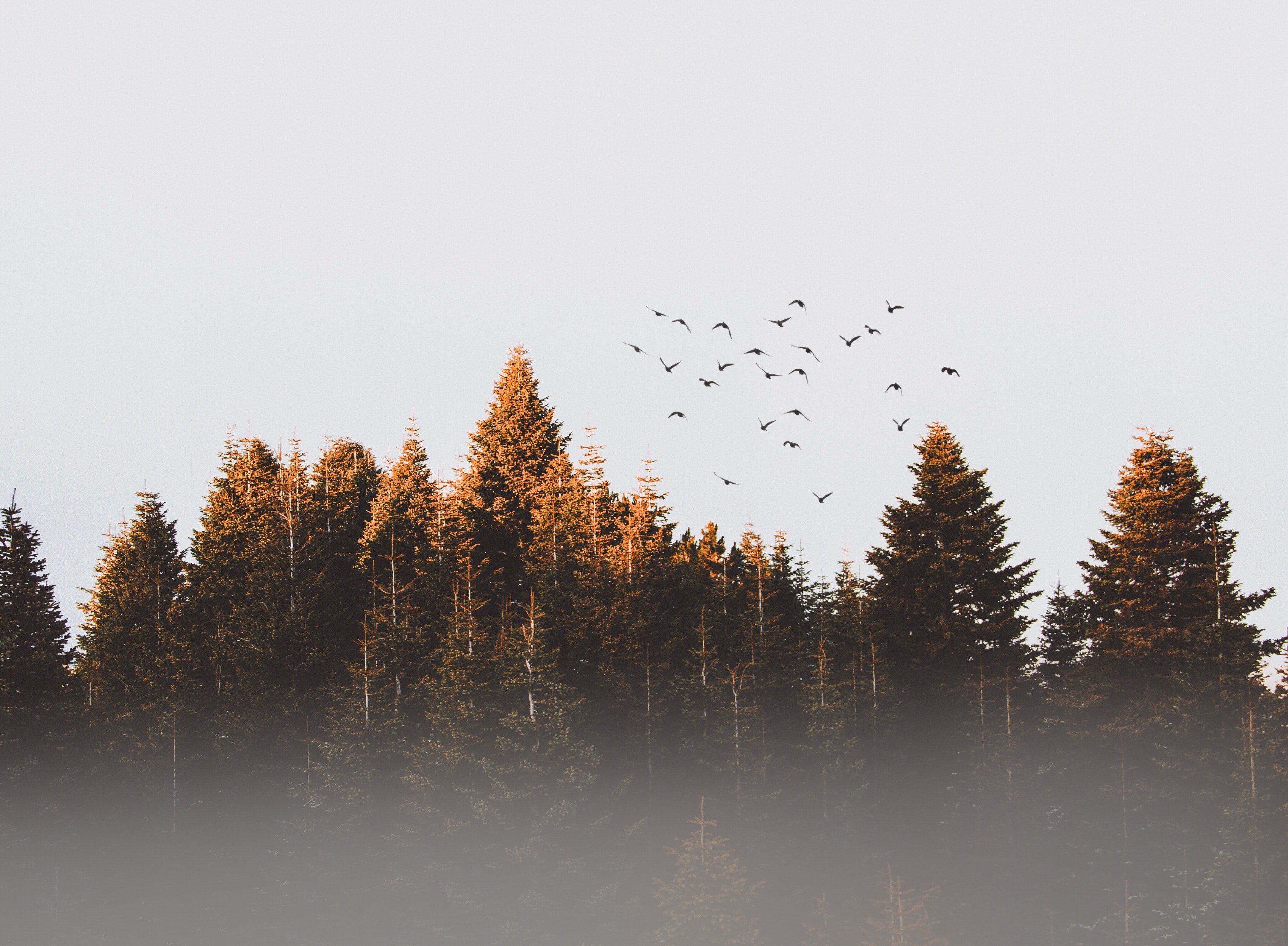 Birds And Trees Wallpapers - Wallpaper Cave