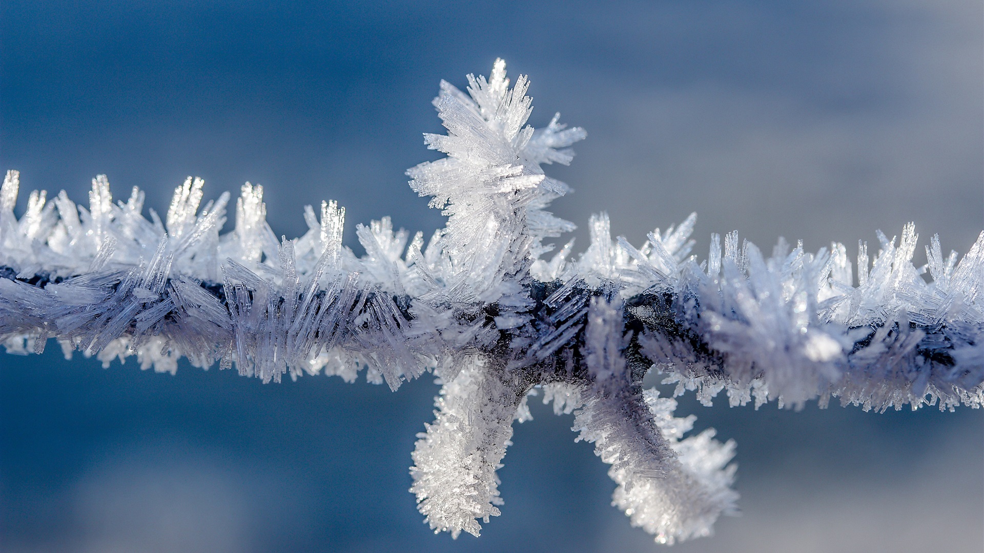 Trees And Ice Wallpapers - Wallpaper Cave