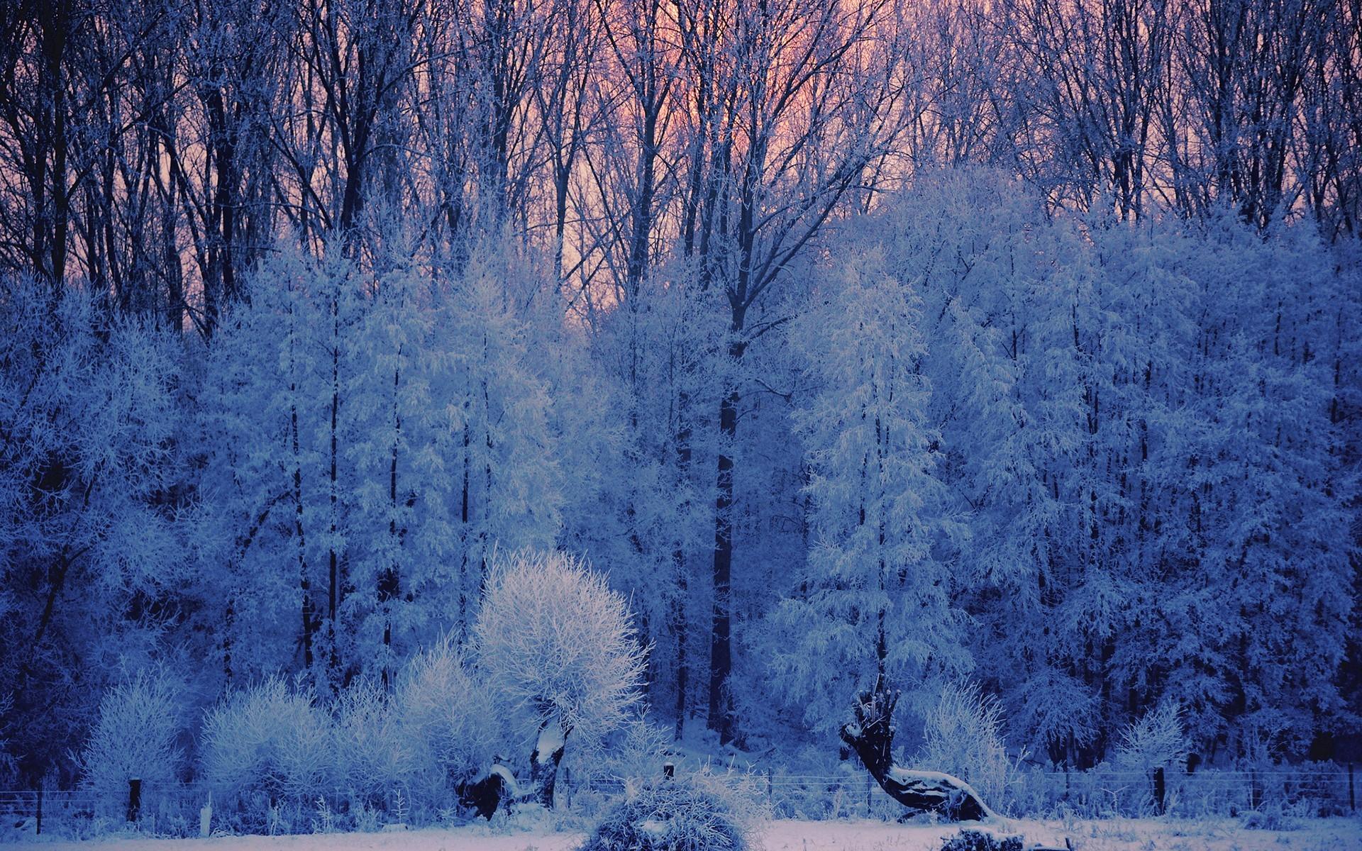 Trees And Ice Wallpapers - Wallpaper Cave