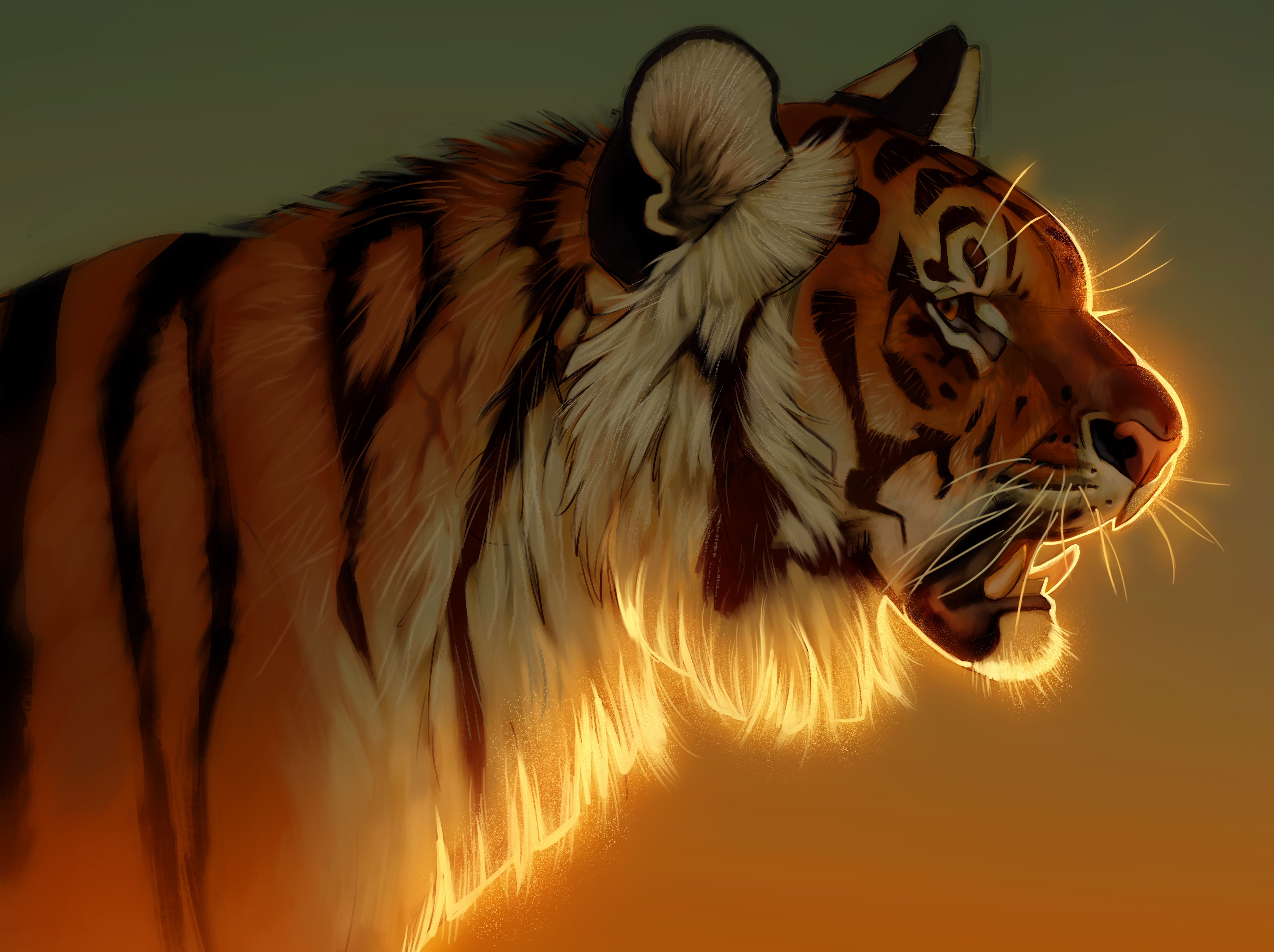 Tiger Evening Glow 5k, HD Animals, 4k Wallpaper, Image, Background, Photo and Picture