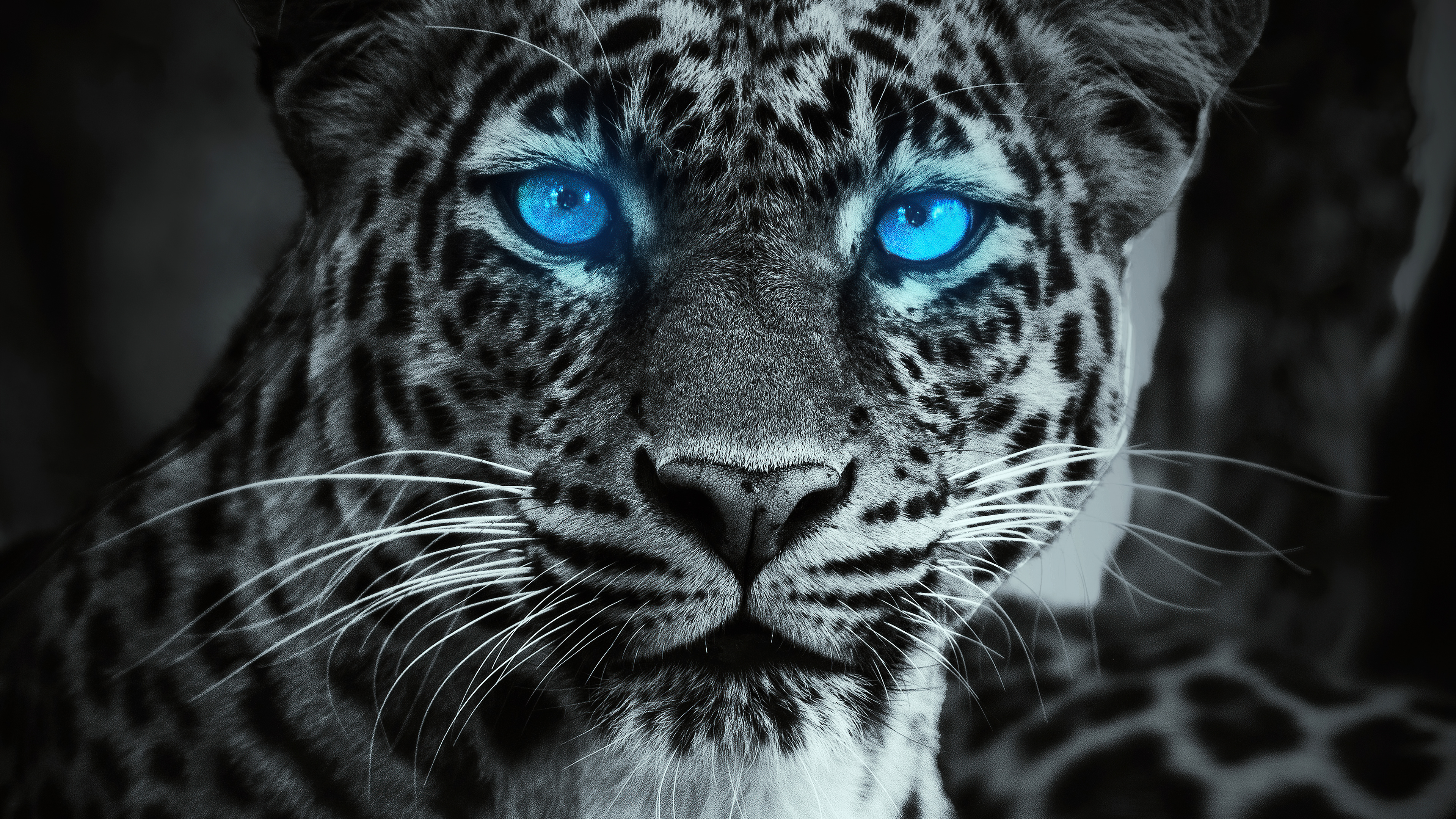 Tiger Glowing Blue Eyes, HD Animals, 4k Wallpaper, Image, Background, Photo and Picture