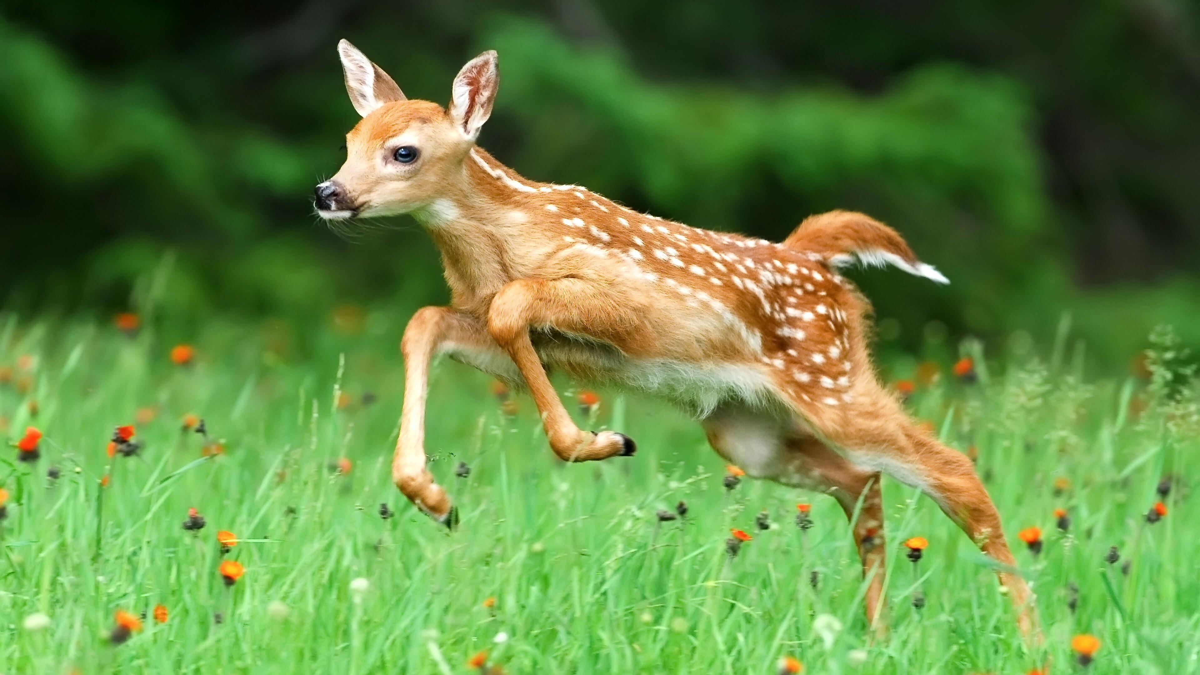 Cute Baby Deer Running 4K Wallpaper