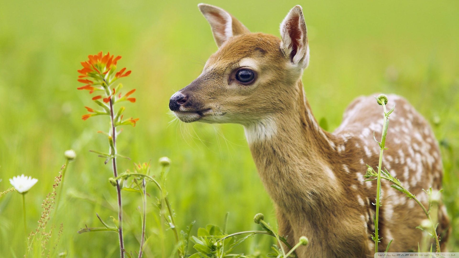 Baby Deer Wallpaper High Definition. Cute animal videos, Cute animals puppies, Baby animals