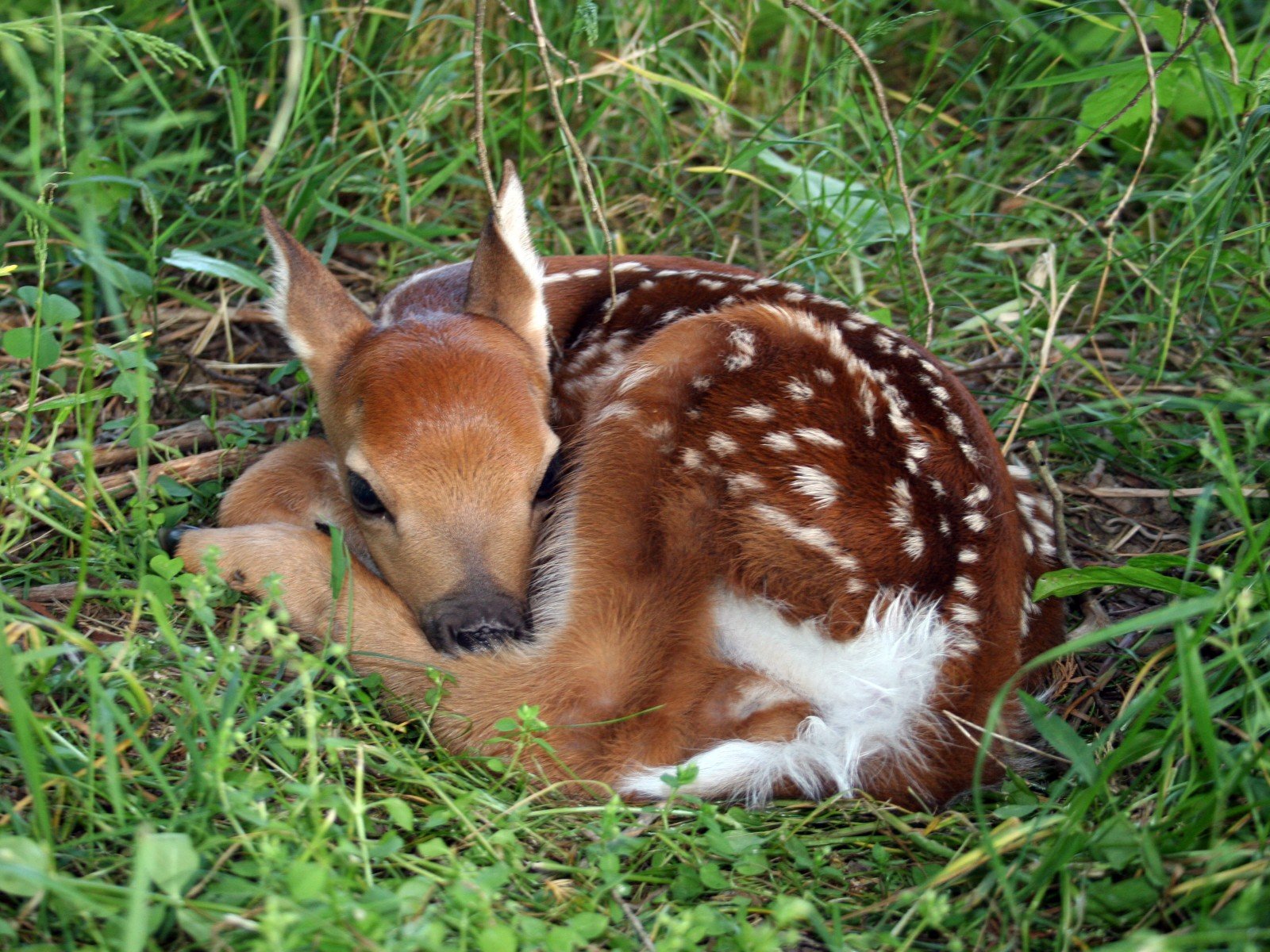 Cute Baby Deer Wallpapers - Wallpaper Cave