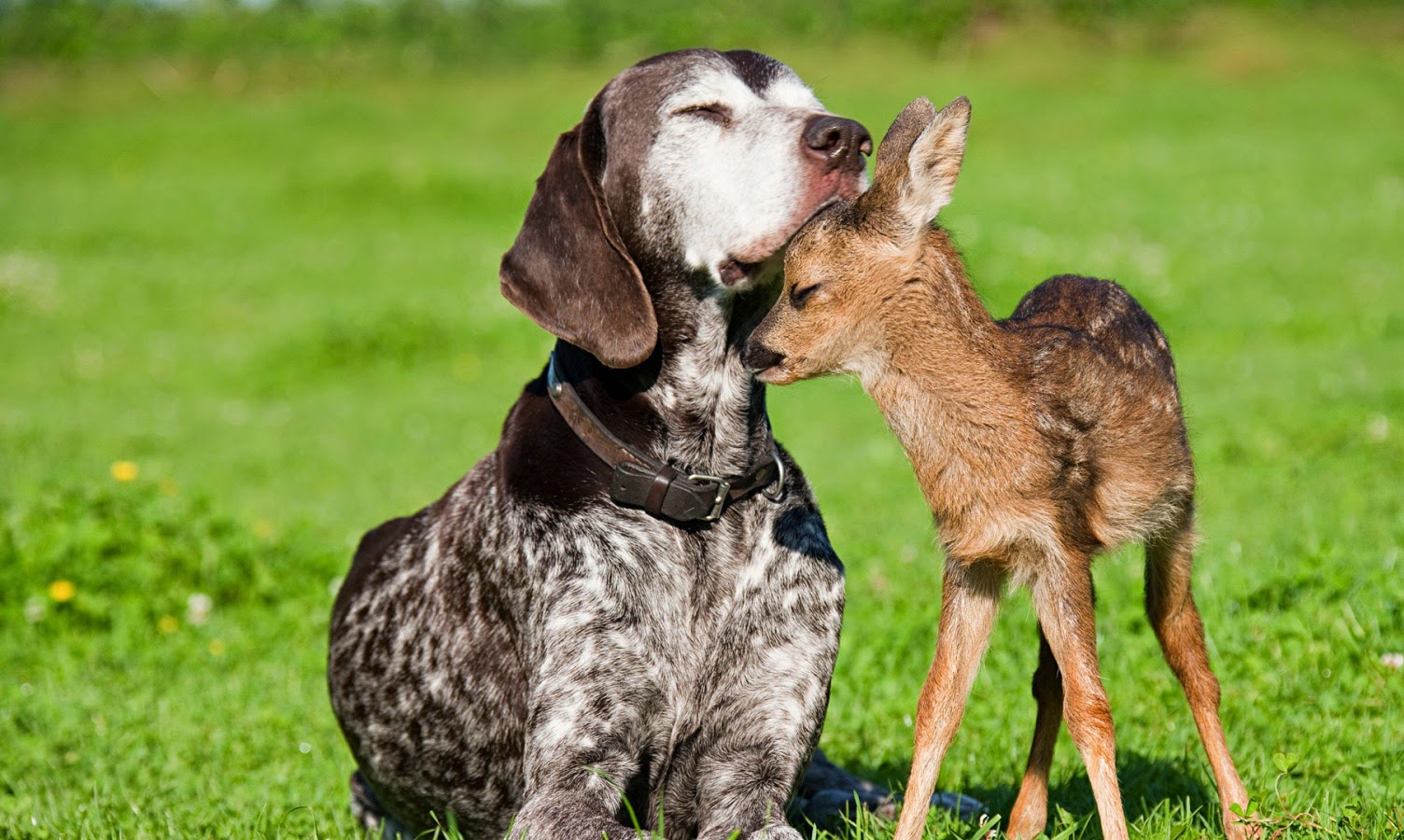 Cute Baby Deer and Cute Dog photo