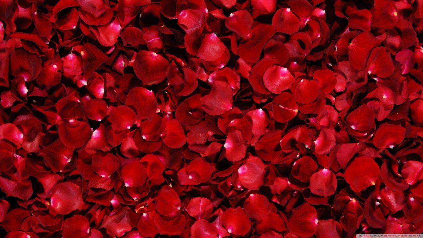 Red Rose Petals ❤ 4K HD Desktop Wallpaper for 4K Ultra HD TV • Dual