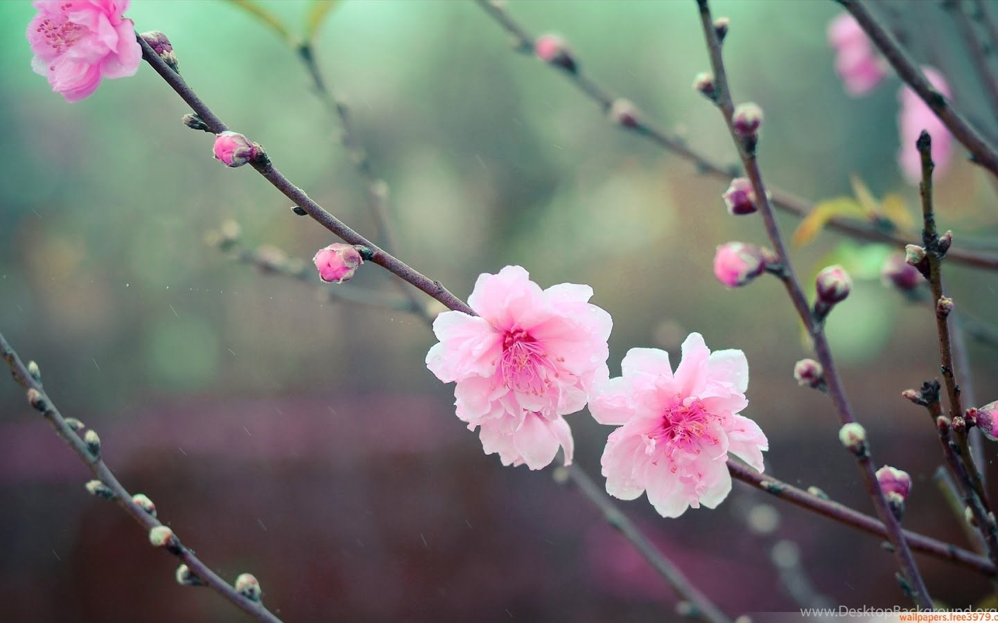 Japanese Cherry Blossom Art Wallpaper Desktop Background