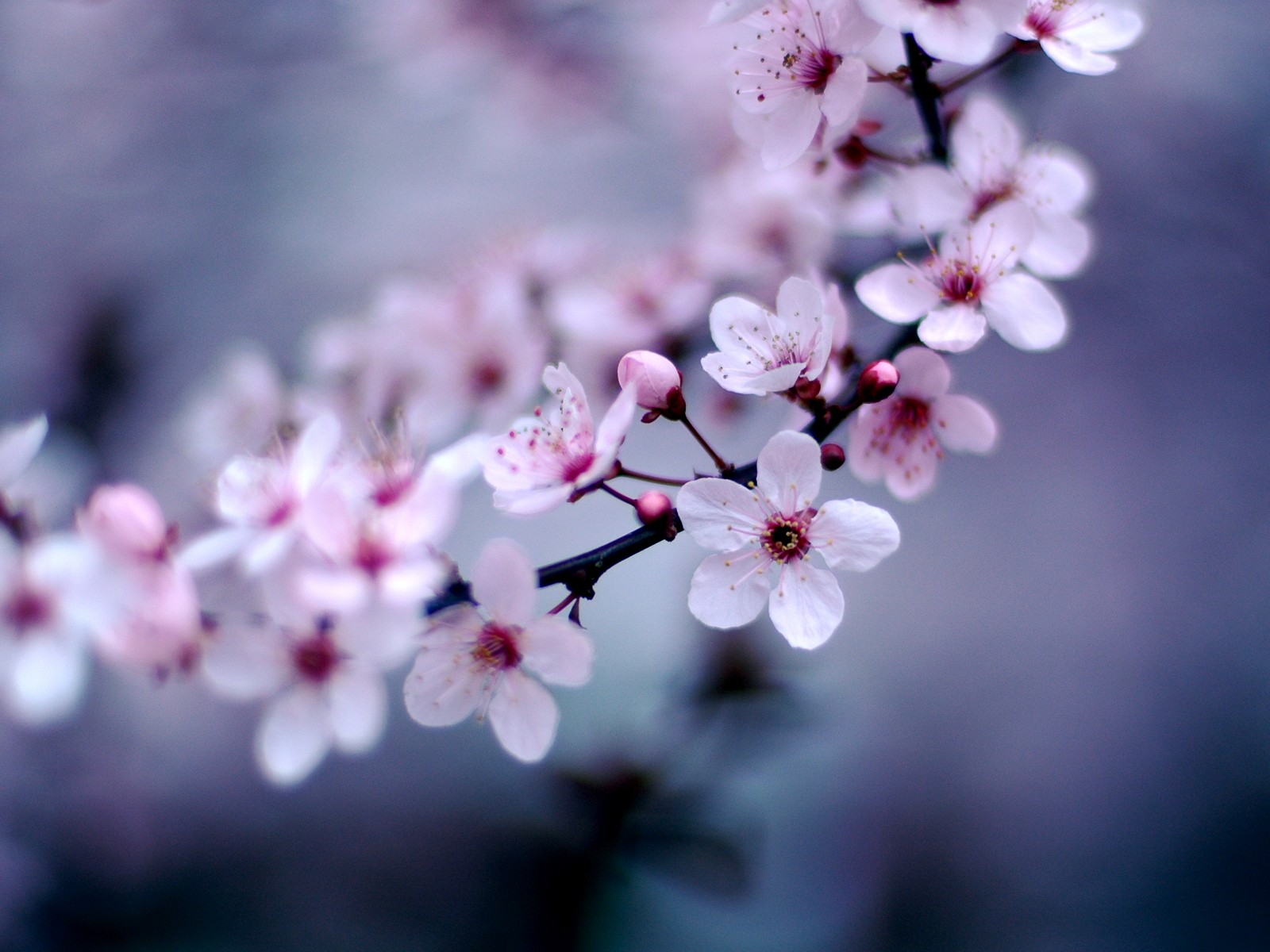 Cherry Blossom Art Background for Powerpoint