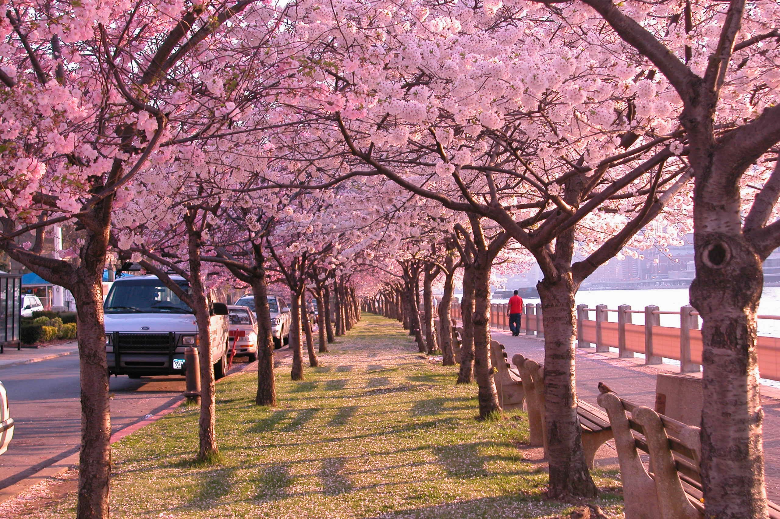cherry blossoms trees
