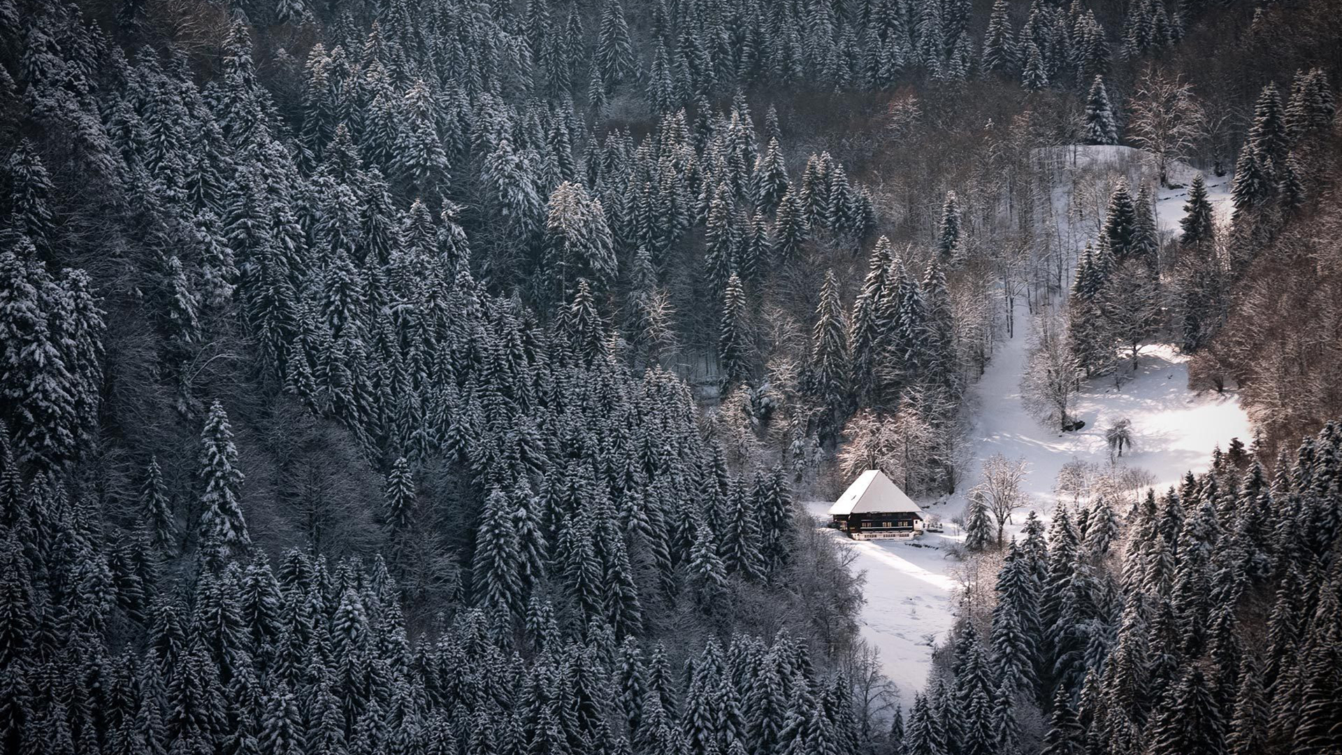 Snowy Black Forest Winter Wallpaper 1920×1080[1]