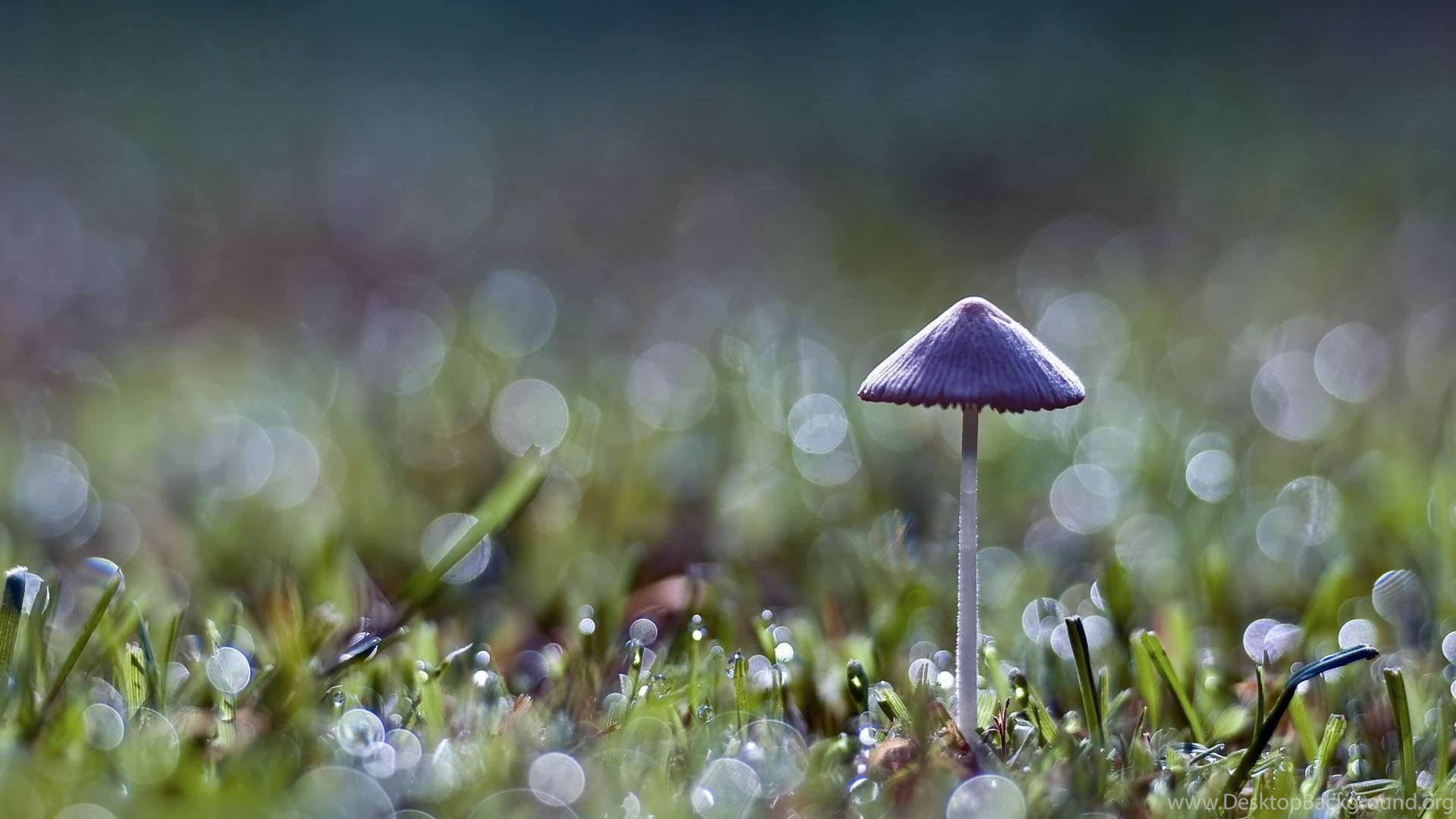 Nice Rain Wallpaper Rain Desktop Background Nature Rain Wallpaper. Desktop Background