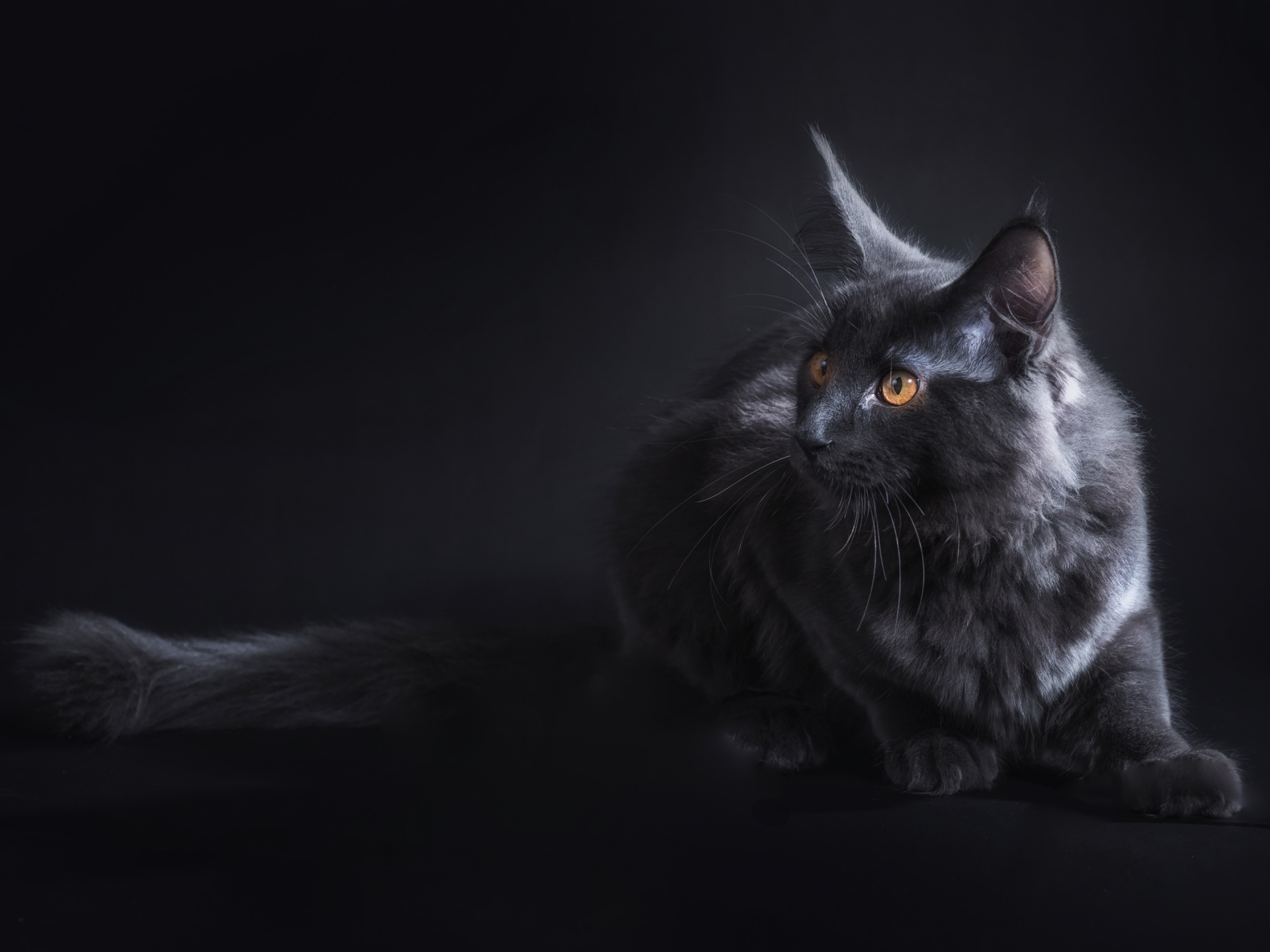 Wallpaper 4k Black Cat 4k Wallpaper