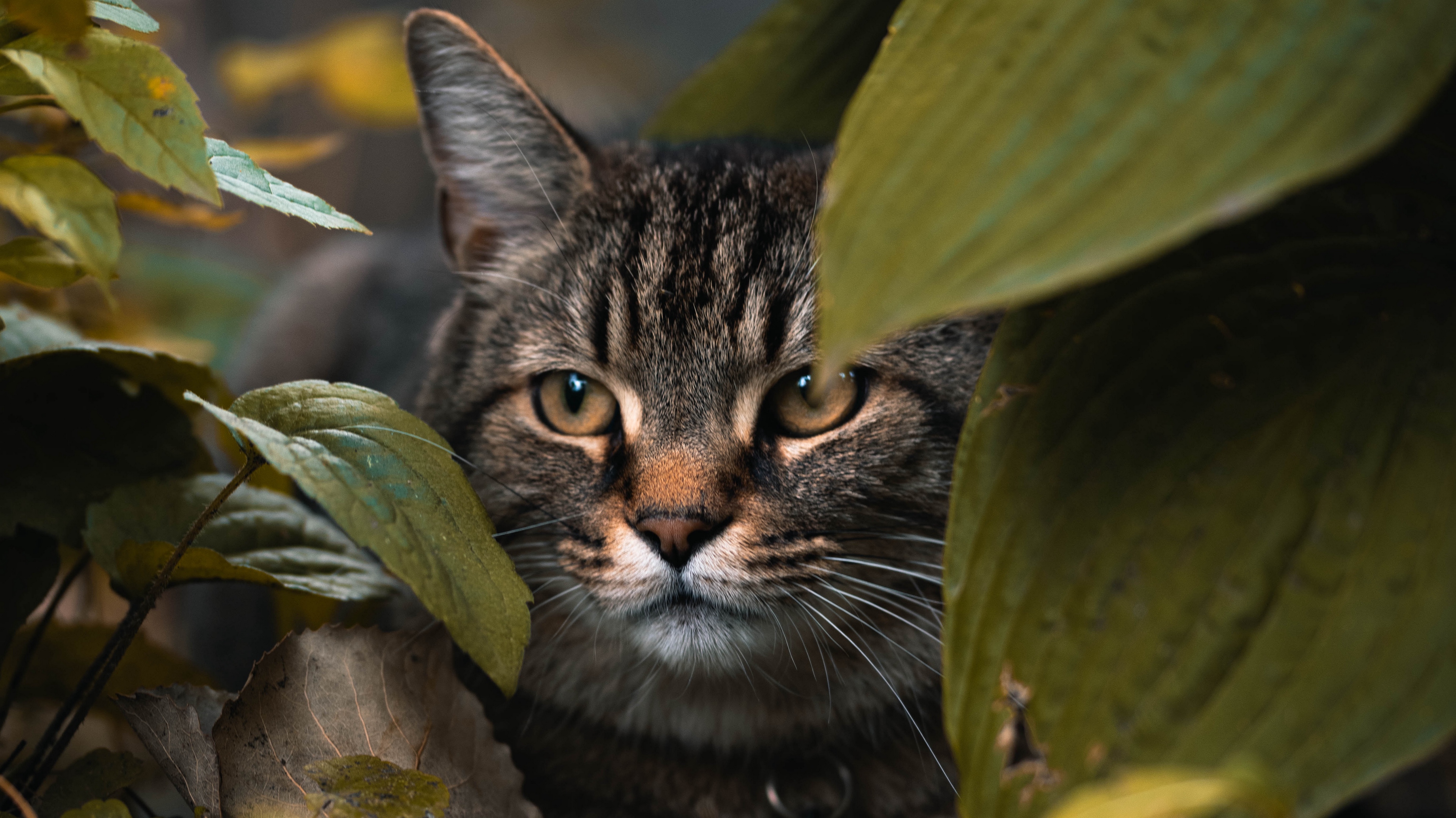 Wallpaper Cat, Leaves, Hide, Glance, Animal HD 4k Animal Photography