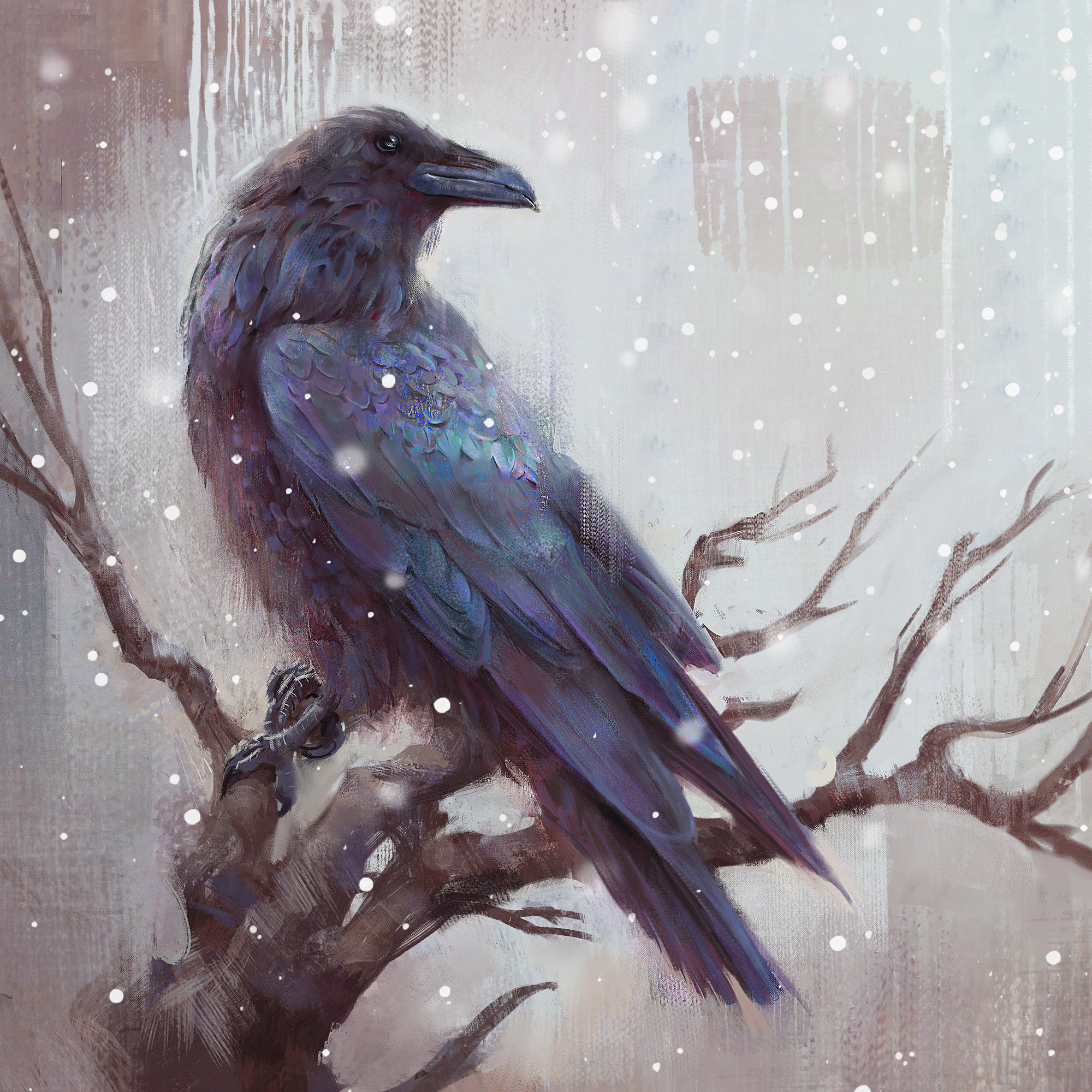 Wallpaper, Mandy Jurgens, digital art, crow, digital painting, drawing, artwork, 2000x2000