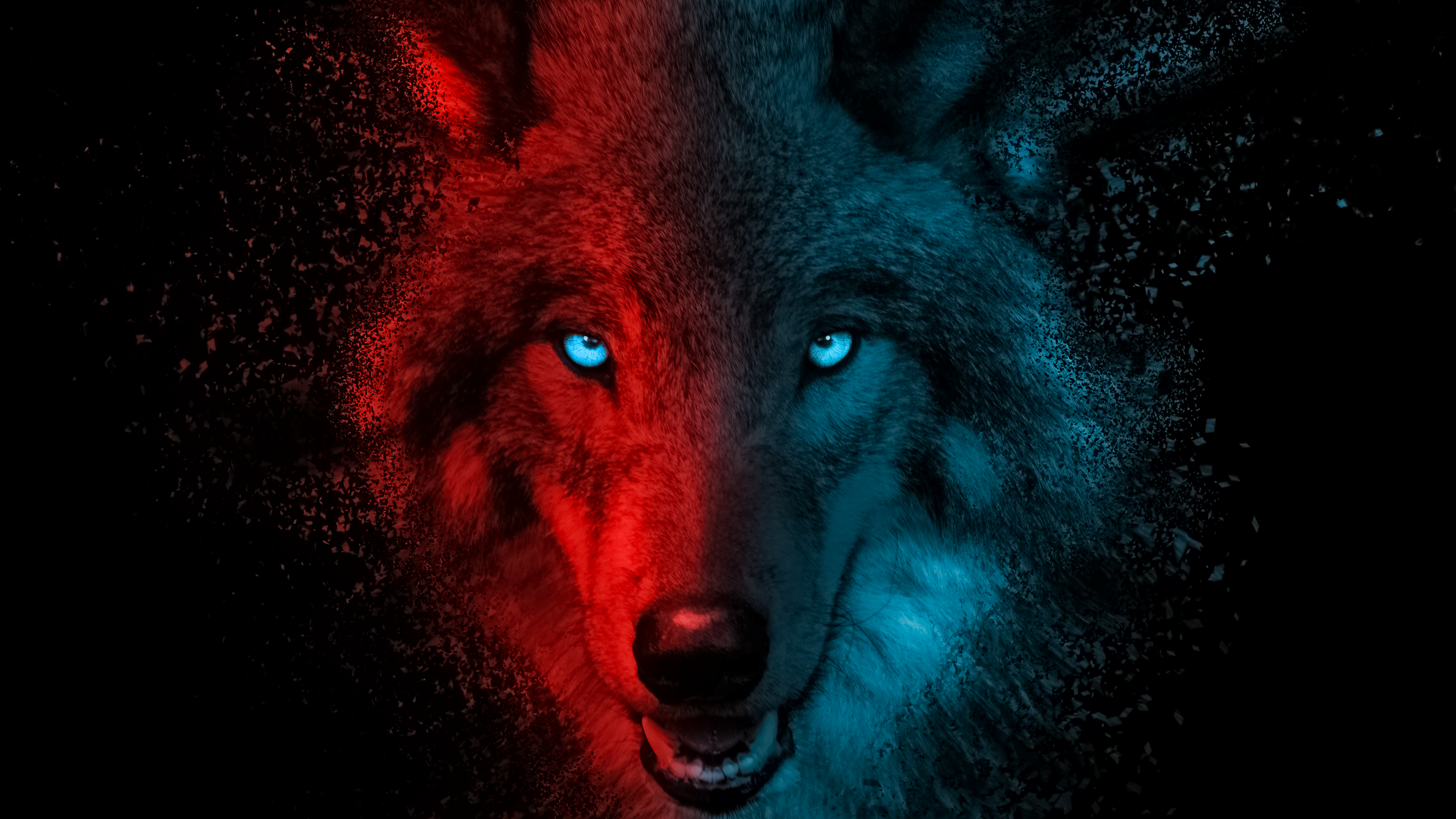 Wolf Wallpapers 4K, Scary, Gradient, Dark background, Animals.