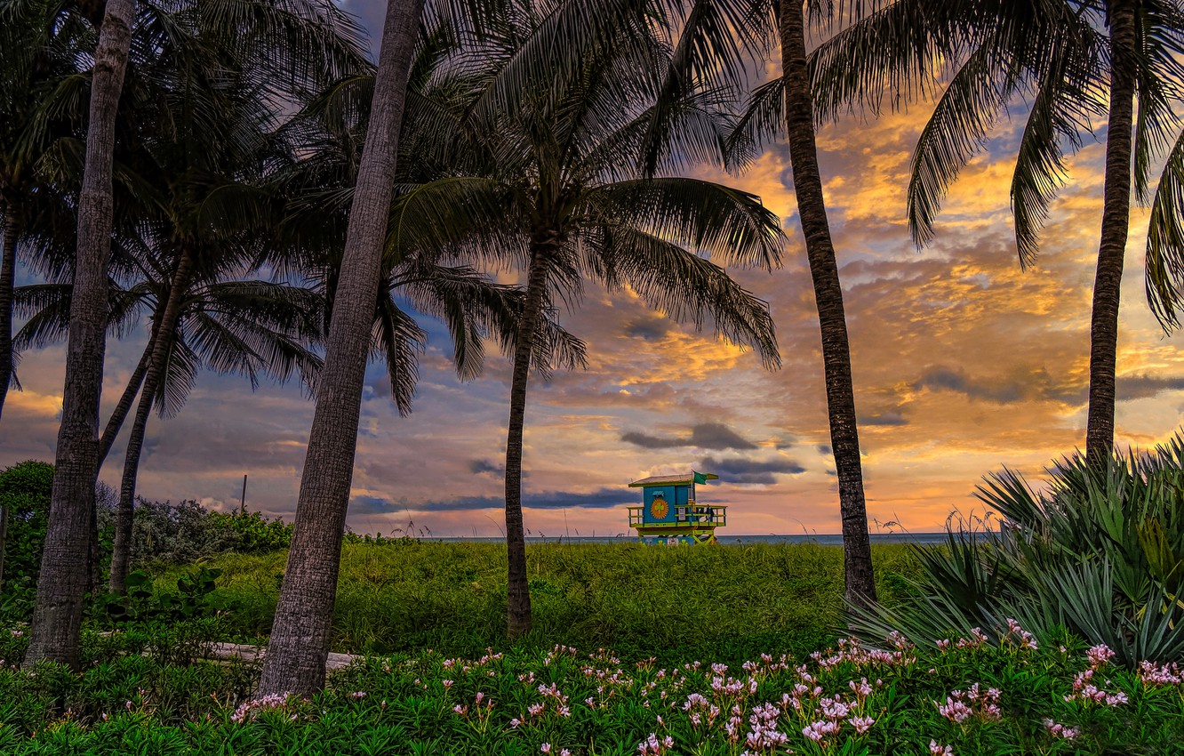 Wallpaper sunset, flowers, palm trees, coast, FL, Florida, Miami Beach, Miami Beach image for desktop, section пейзажи