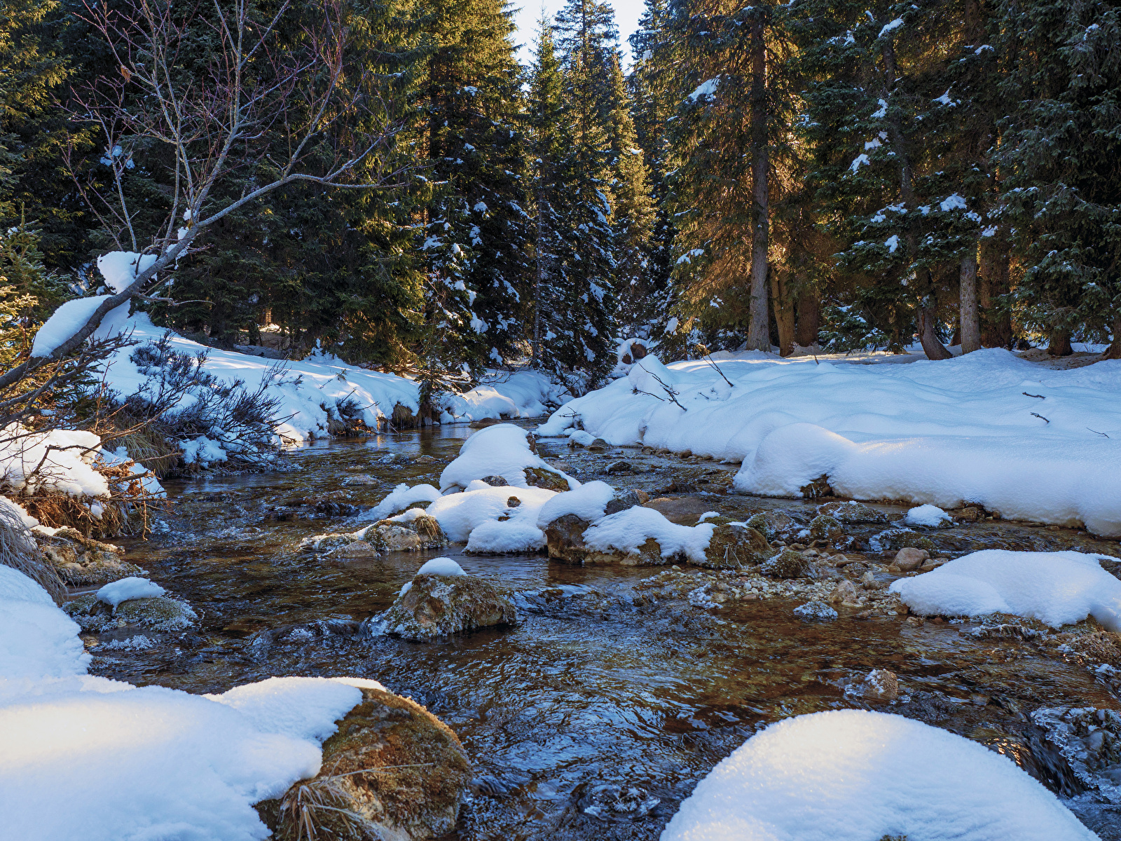 Image Winter Spruce Nature Streams Snow forest 1600x1200