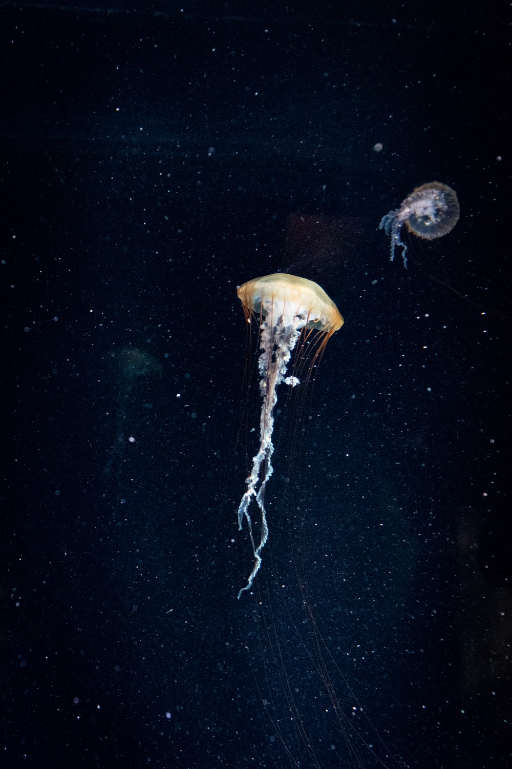 Astronaut Jellyfish Wallpapers Wallpaper Cave