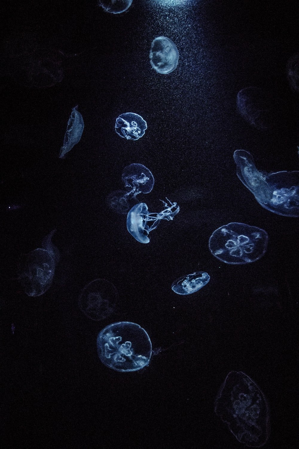 Dark Jellyfish Wallpaper Free Dark Jellyfish Background