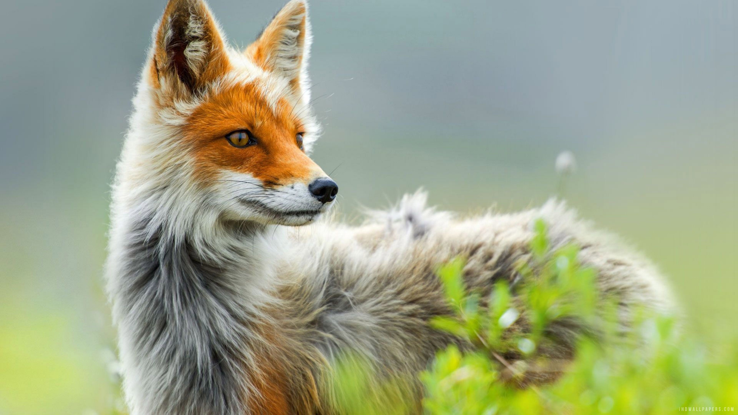 Wild Fox Art, HD Artist, 4k Wallpaper, Image, Background, Photo and Picture