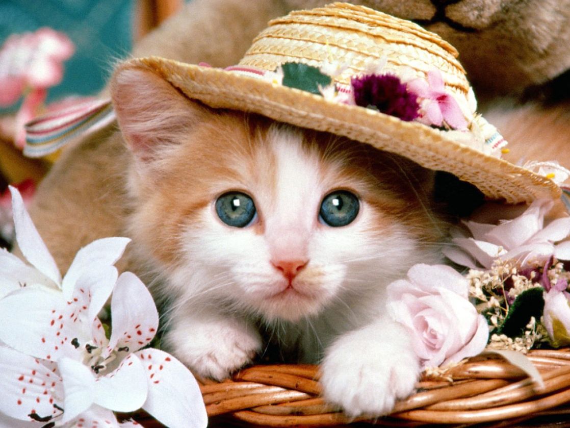 Free download Cute baby kittens wallpaper picture 2 [1118x839] for your Desktop, Mobile & Tablet. Explore Baby Kittens Wallpaper. Cute Kittens Wallpaper, Free Kittens Wallpaper for Desktop, Cute Kitten Wallpaper for Desktop