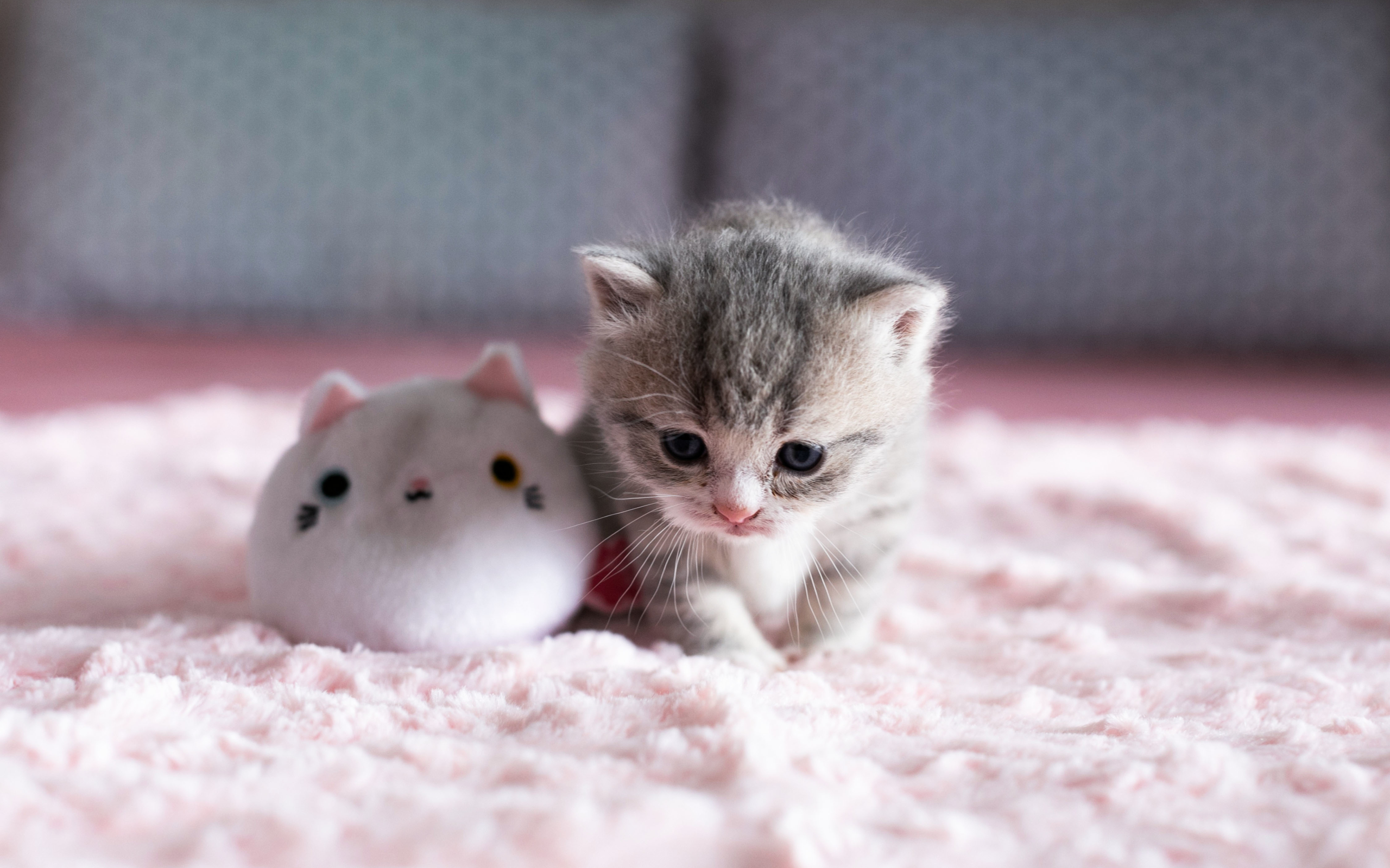 Маленькие котики