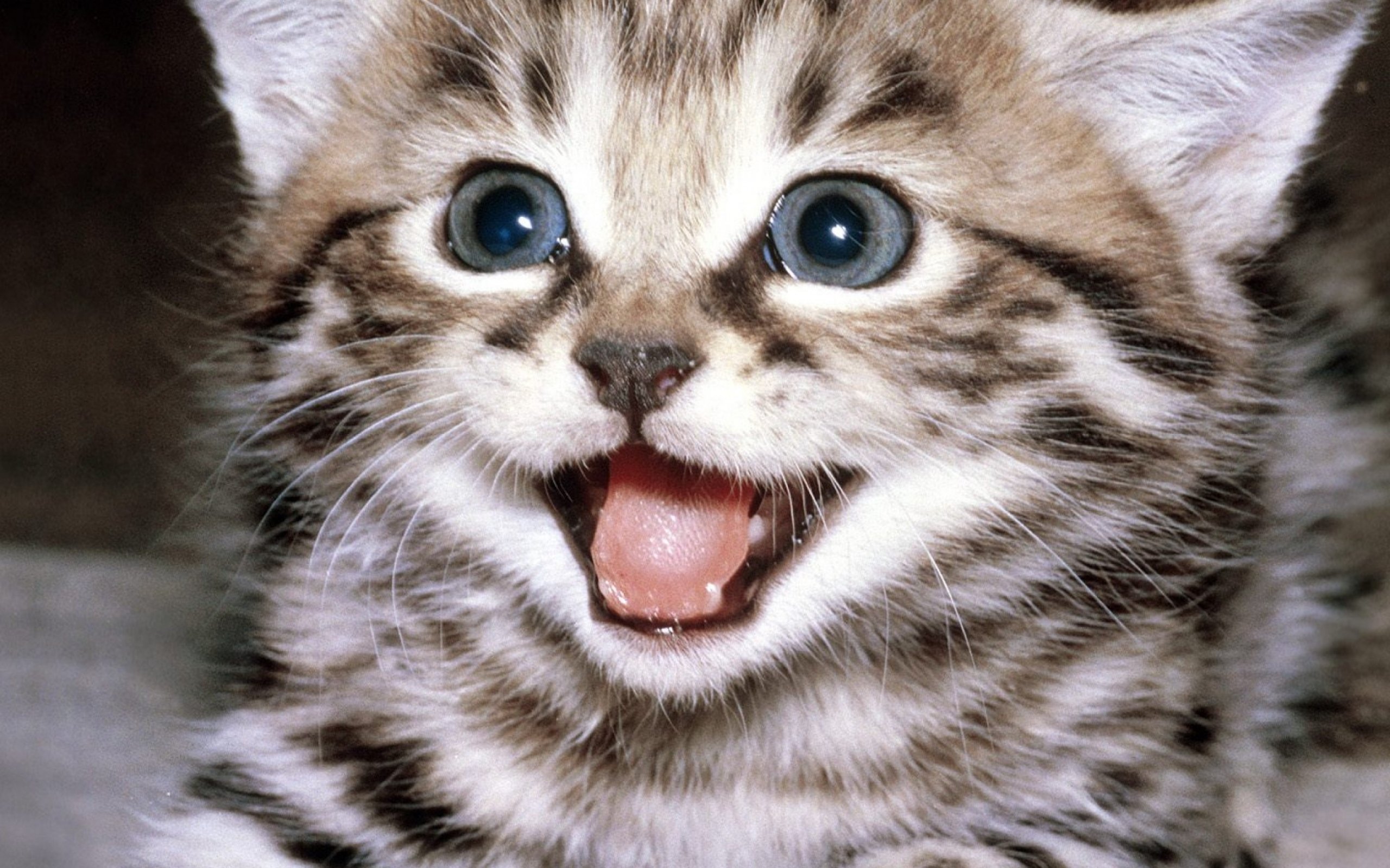 kittens, Kitten, Cat, Cats, Baby, Cute, S Wallpaper HD / Desktop and Mobile Background