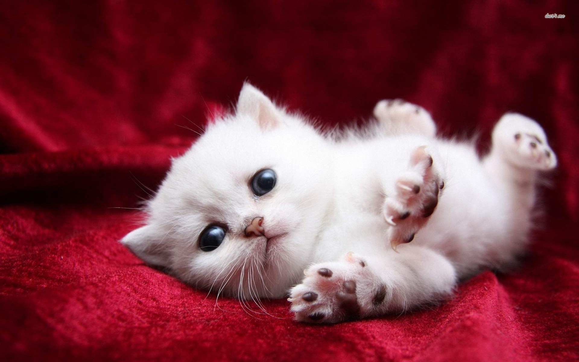 Cute White Cats and Kittens Wallpaper