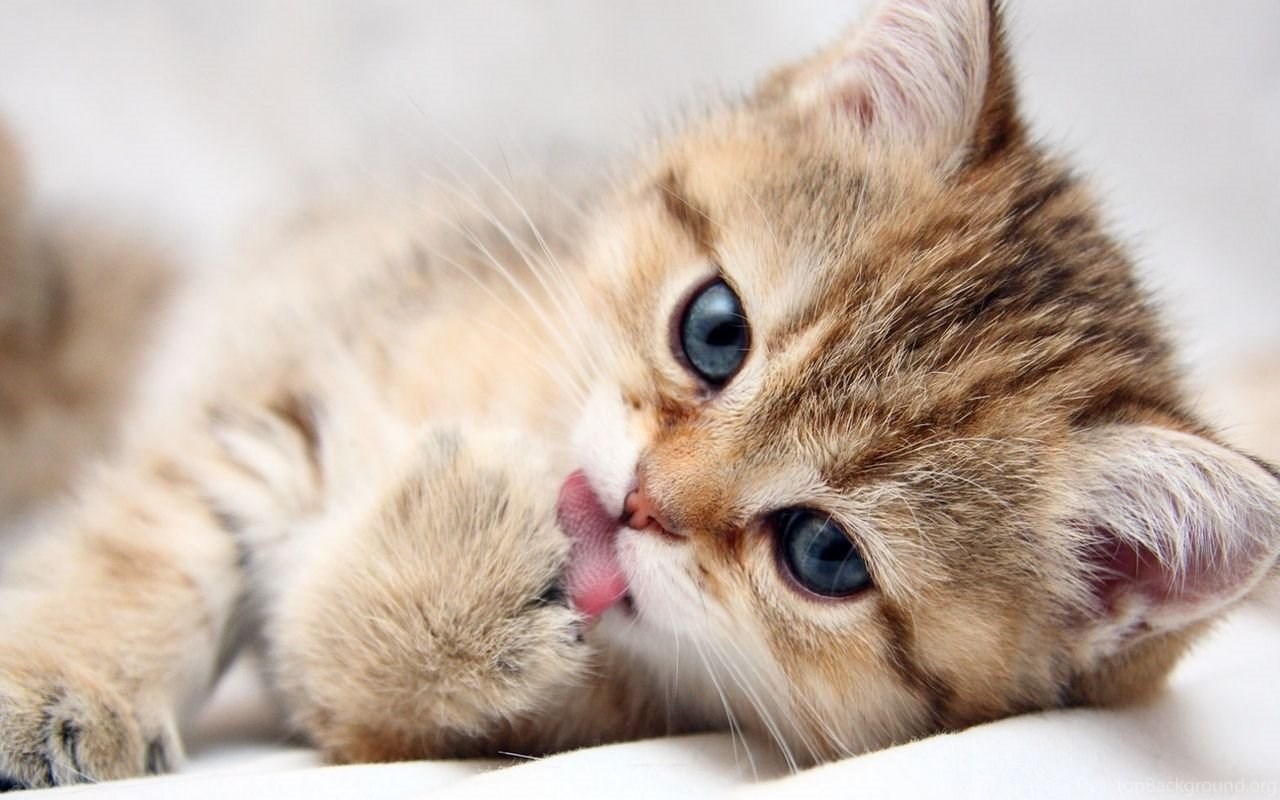 Cute Baby Kittens Wallpaper Desktop Background