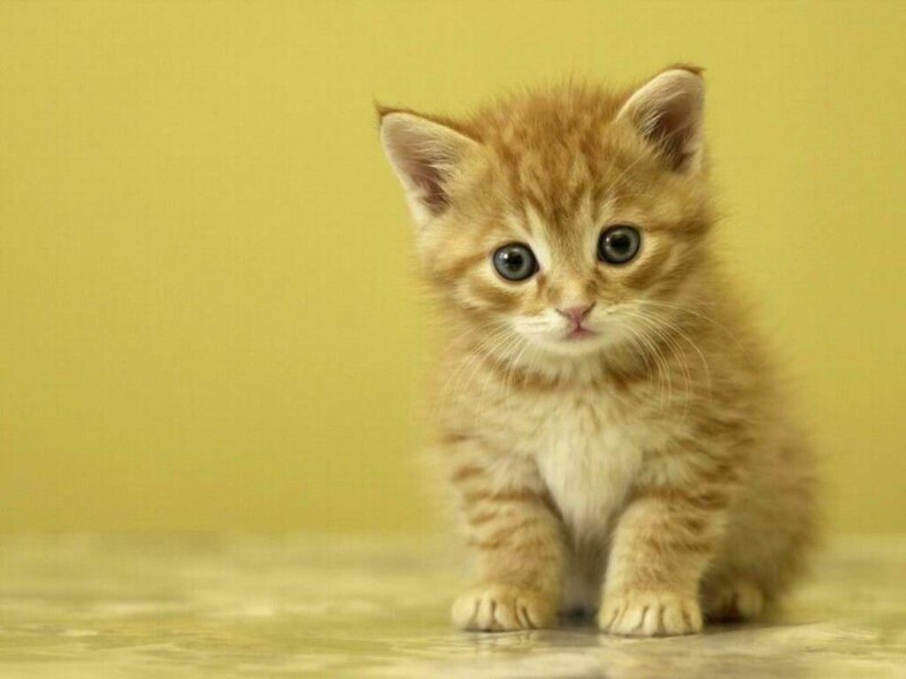 Cute kitten background